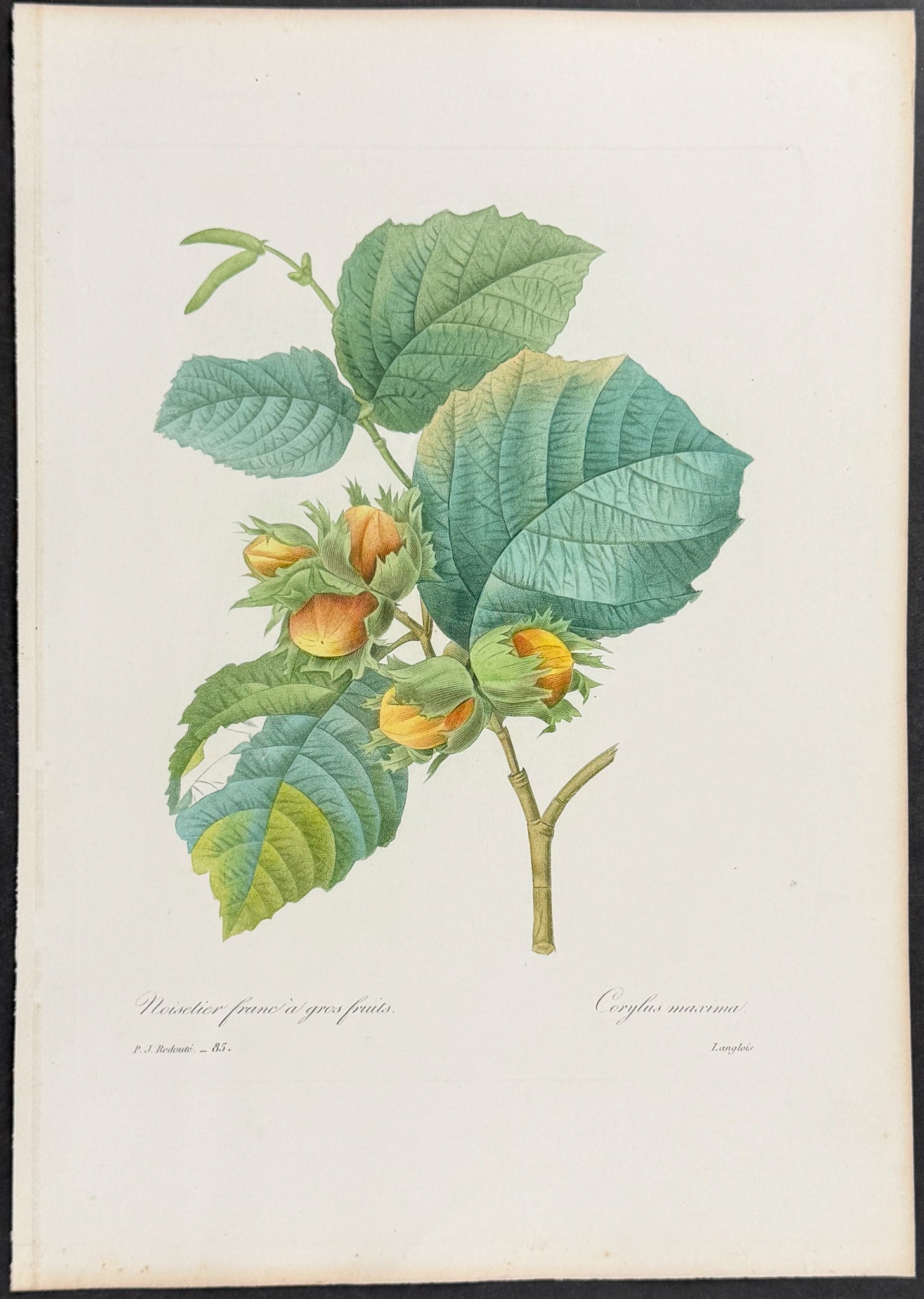 Filbert or Hazel [Corylus maxima]