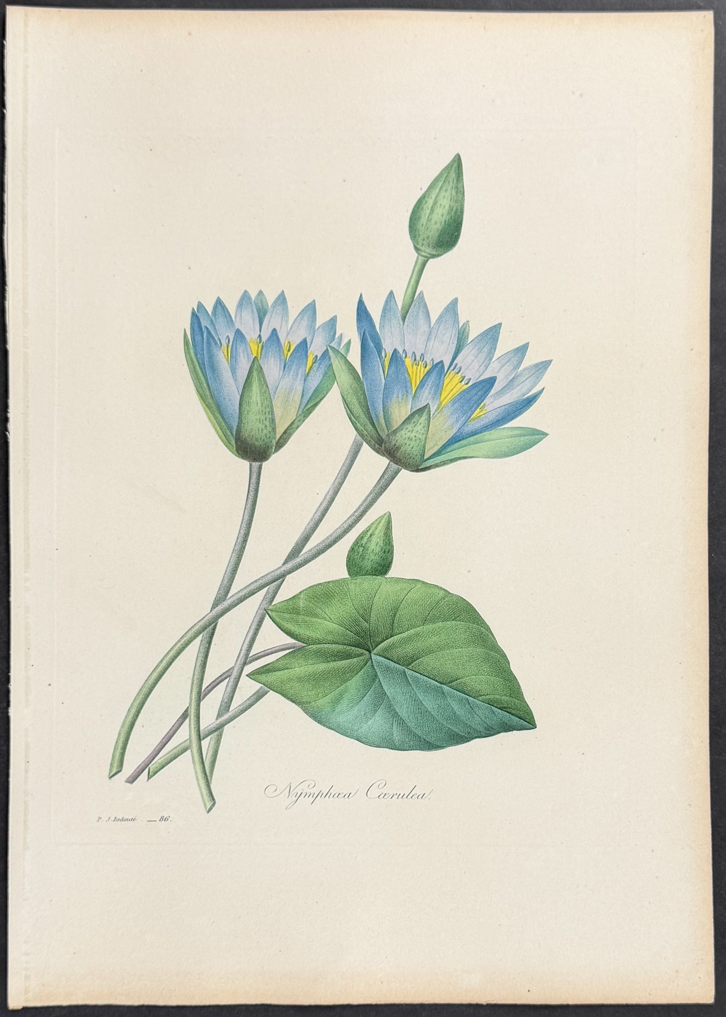 Egyptian Lotus or Water Lily [Nymphaoea Coerulea]