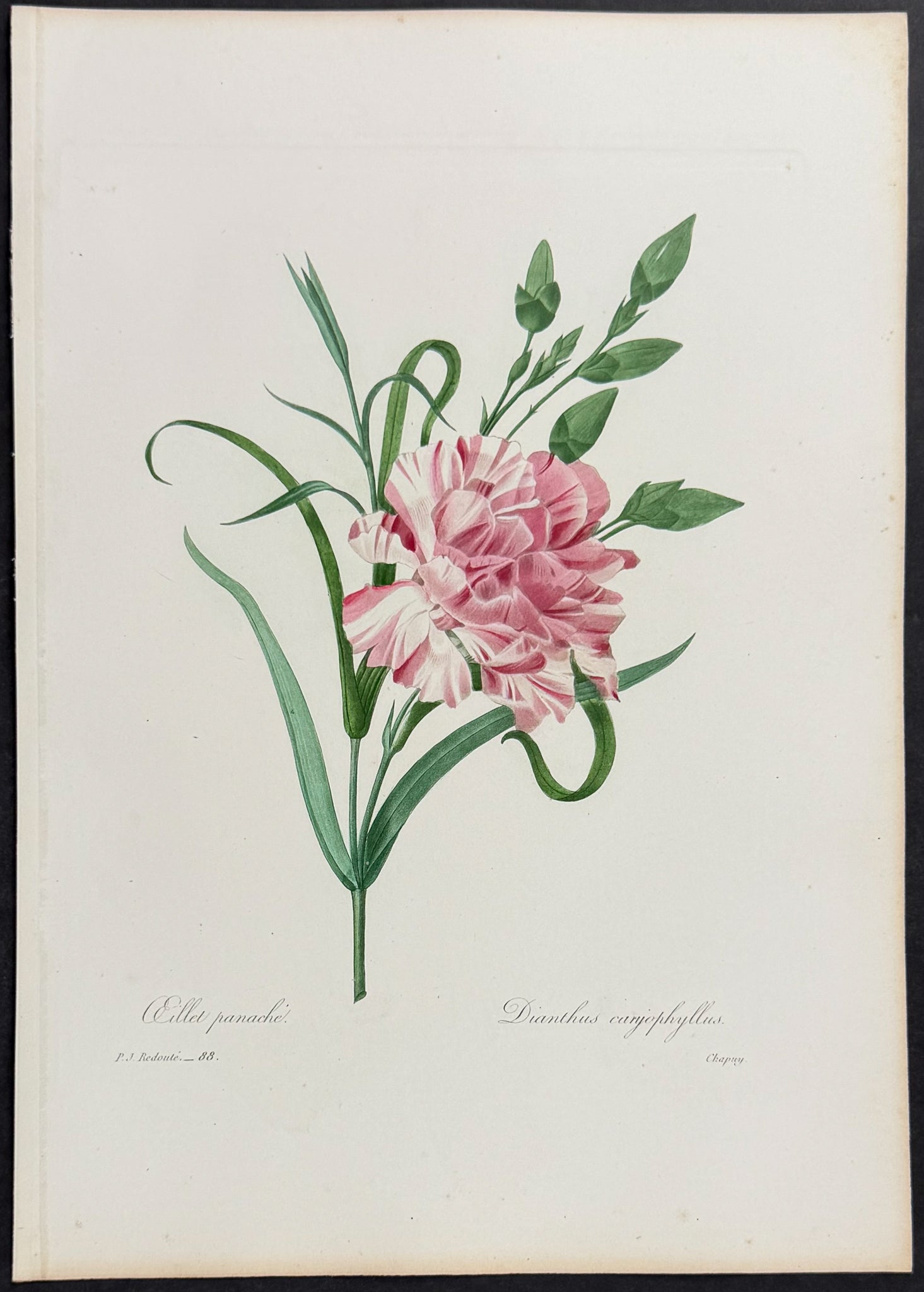 Carnation [Dianthus caryophyllus]