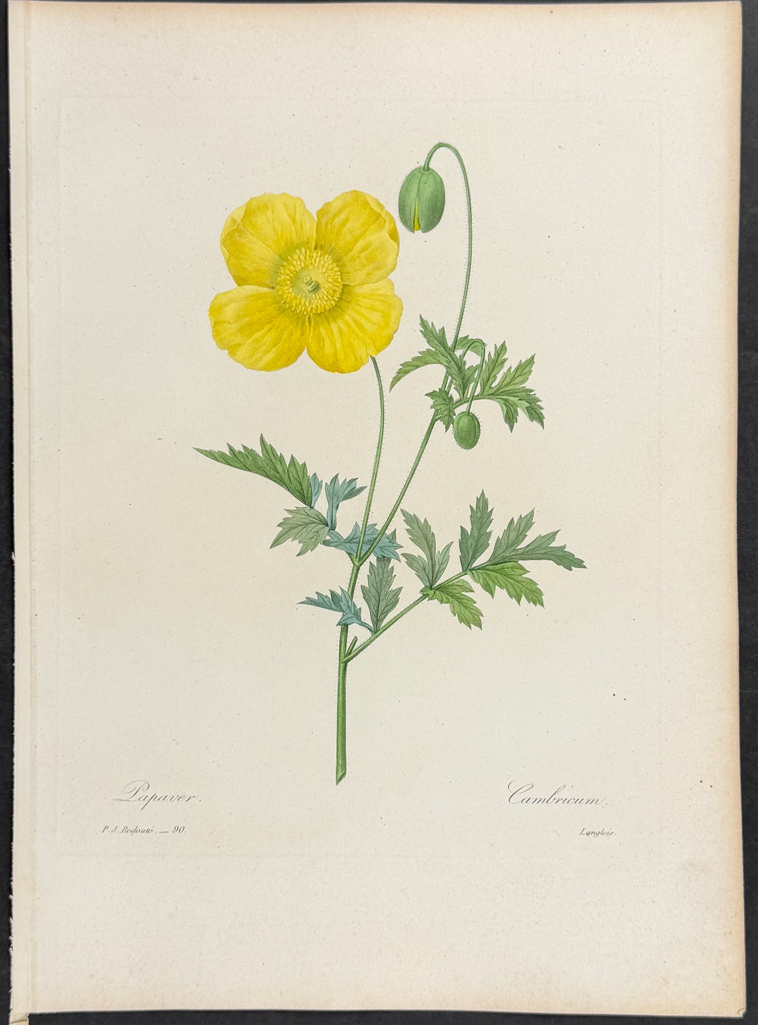Welsh Poppy [Cambricum]