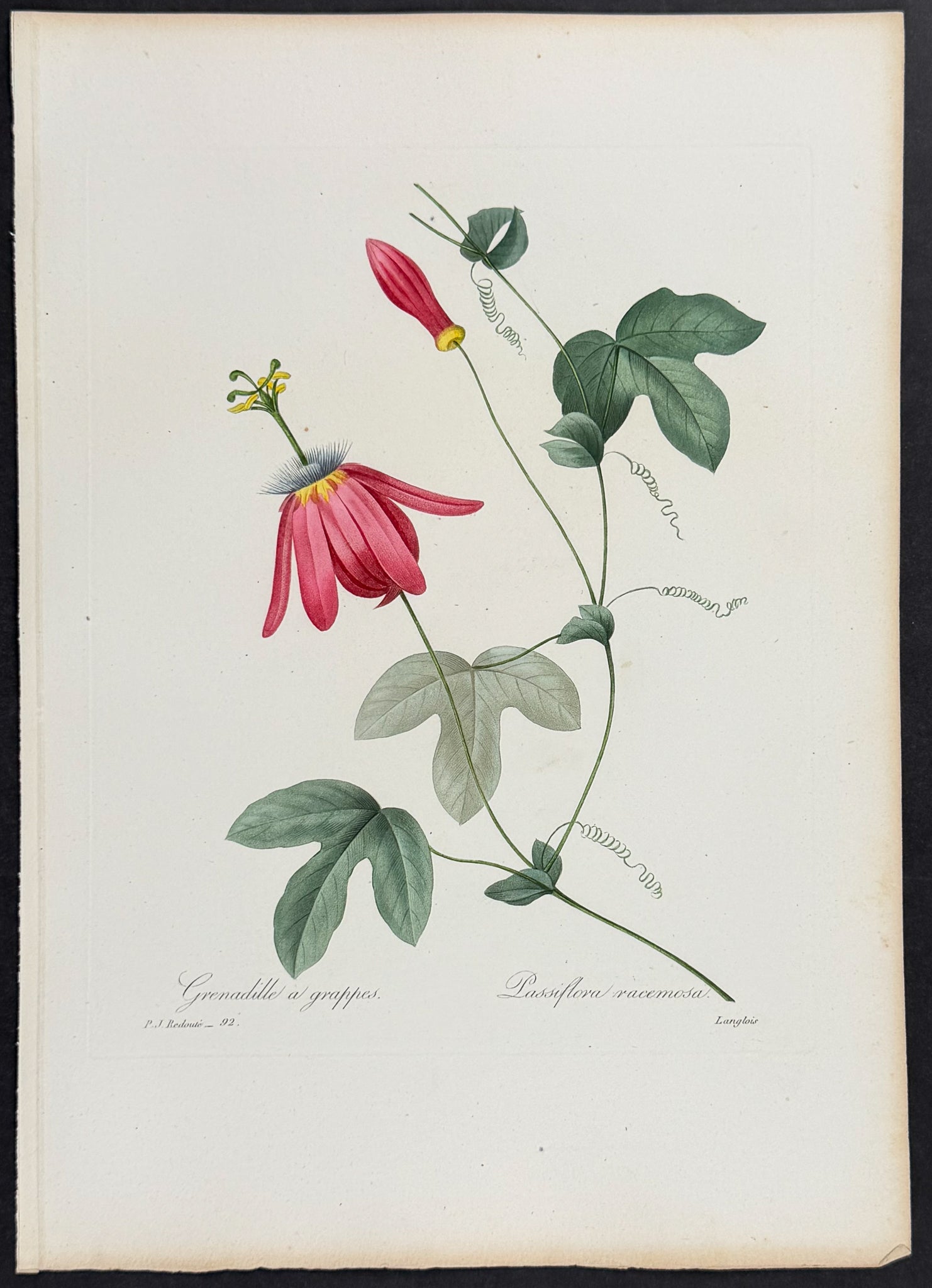 Red Passion Flower [Passiflora racemosa]