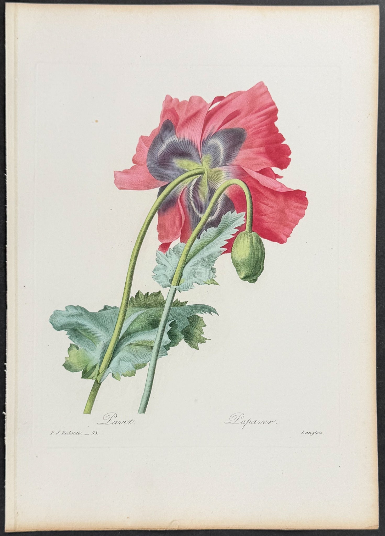 Poppy [Papaver]