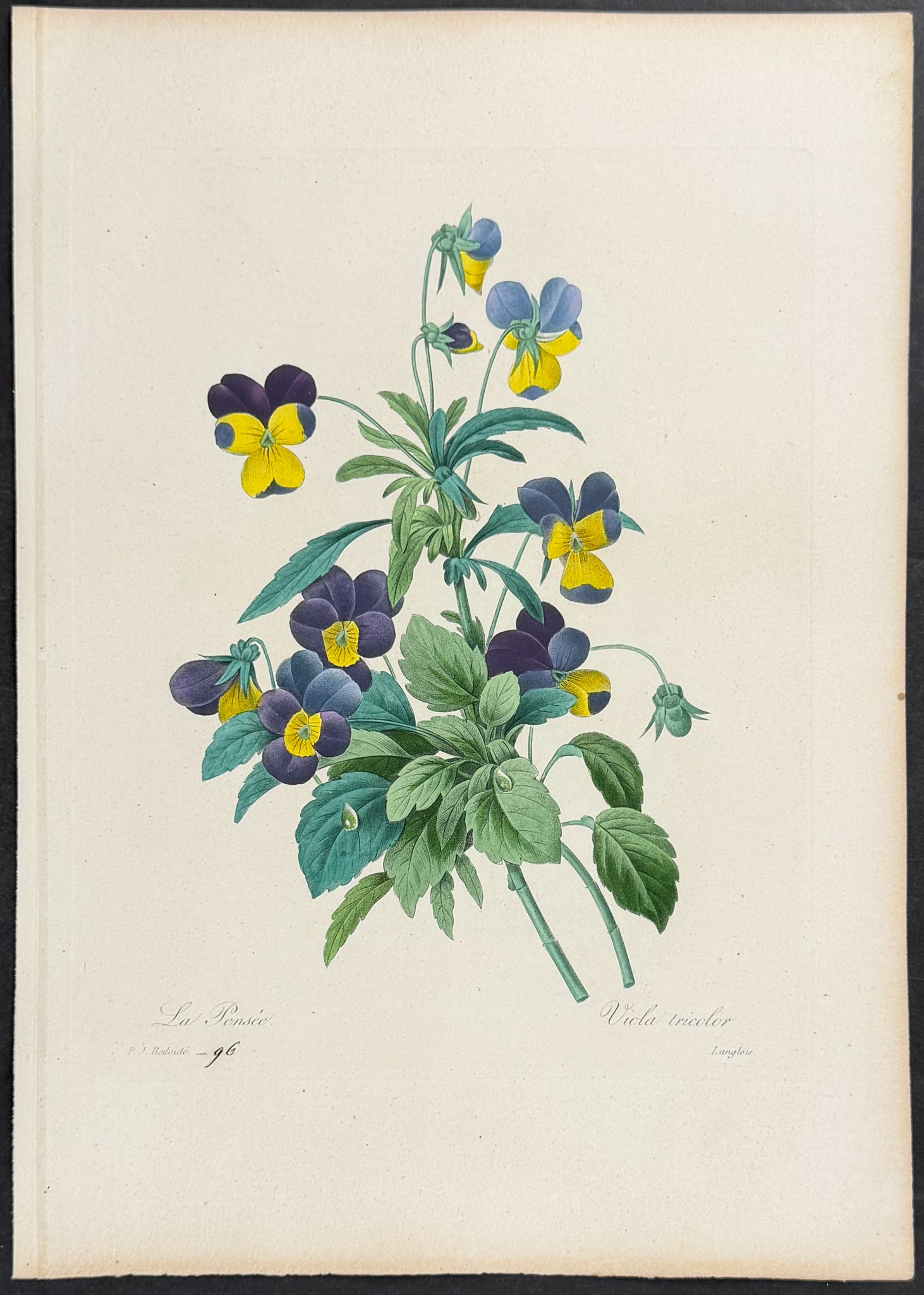 Wild Pansy [Viola tricolor]