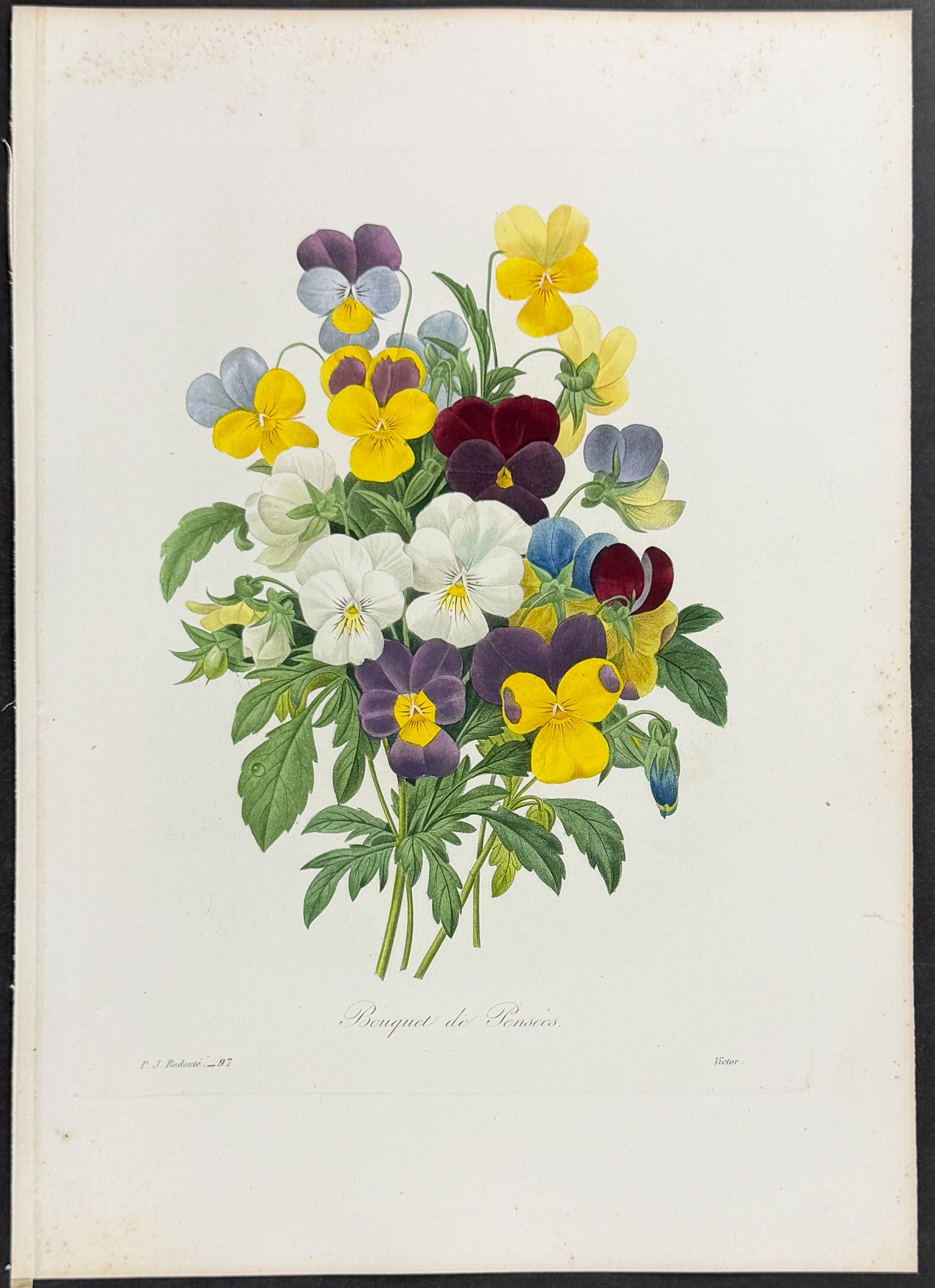 Bouquet of Pansys [Viola tricolor]