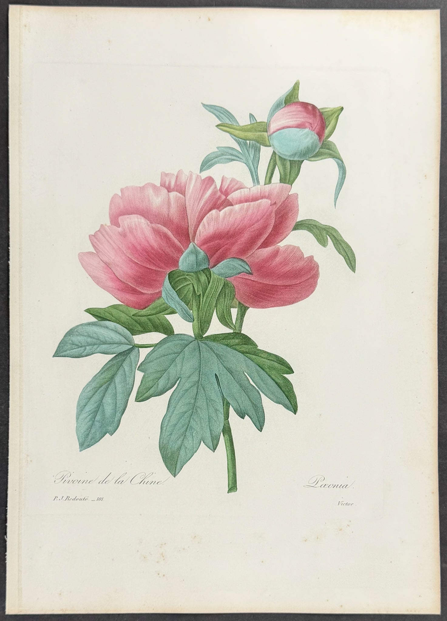 Chinese Peony [Paeonia]