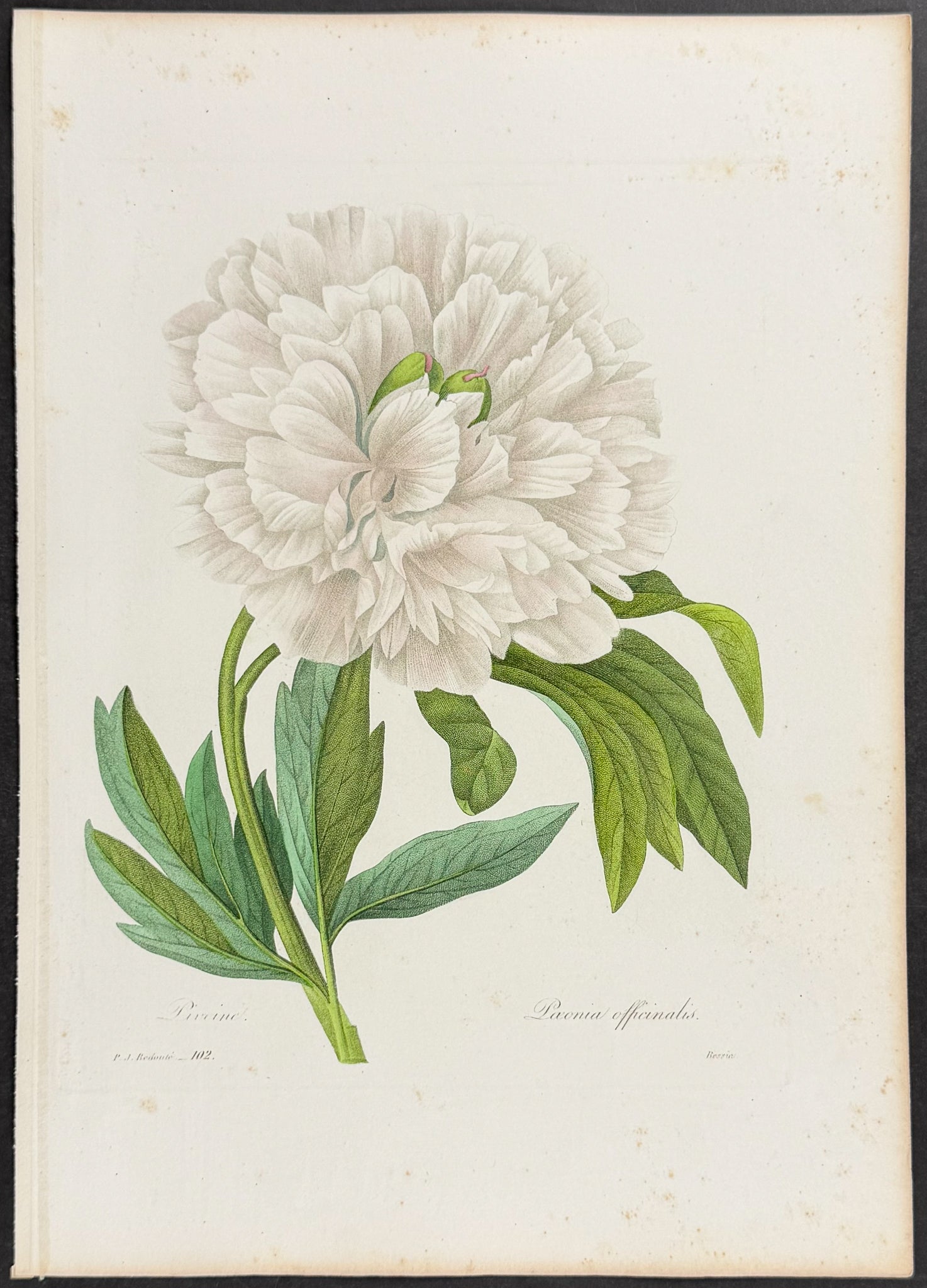 Common Peony [Paeonia officinalis]