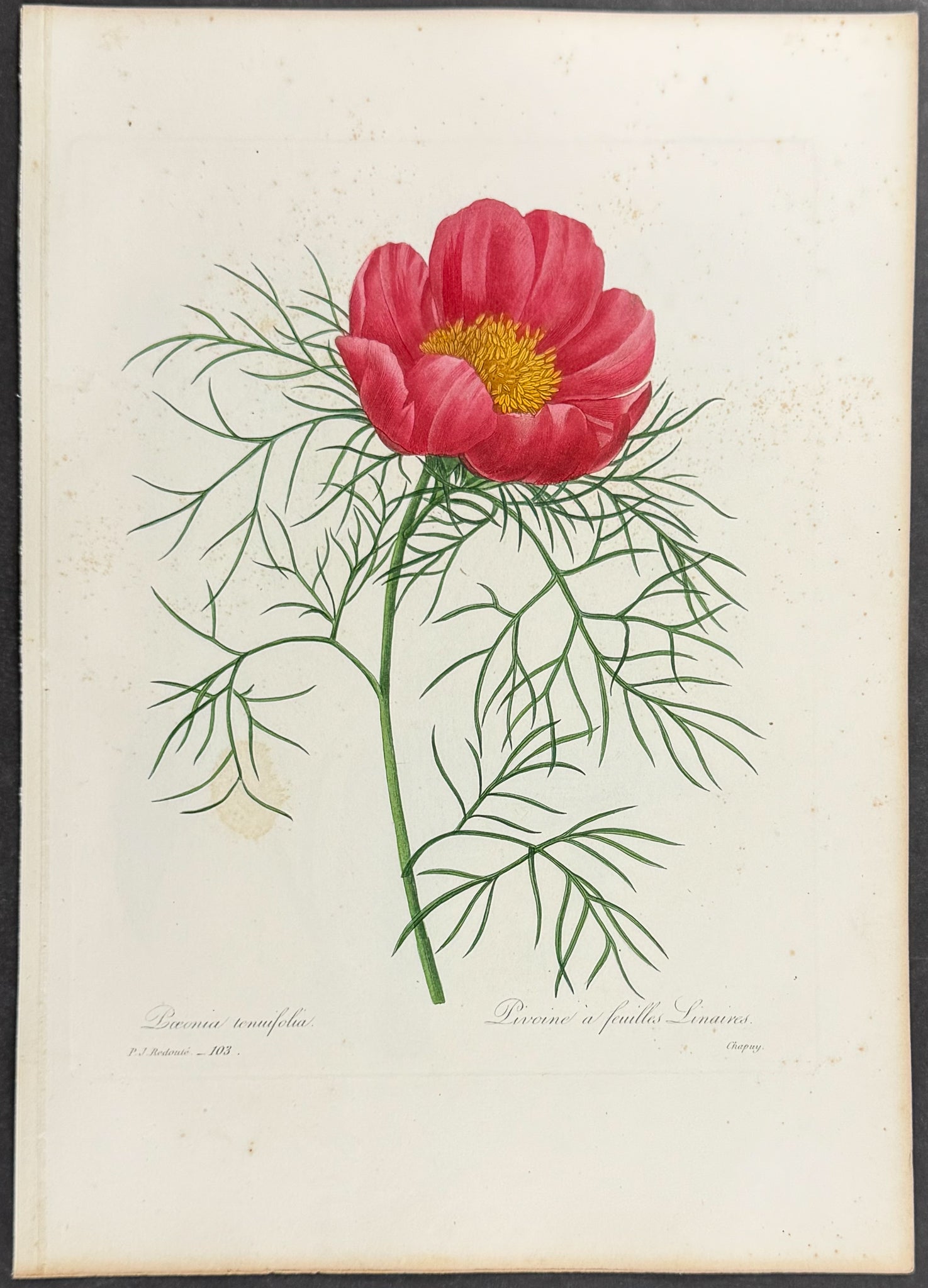 Steppe Peony [Paeonia tenuifolia]