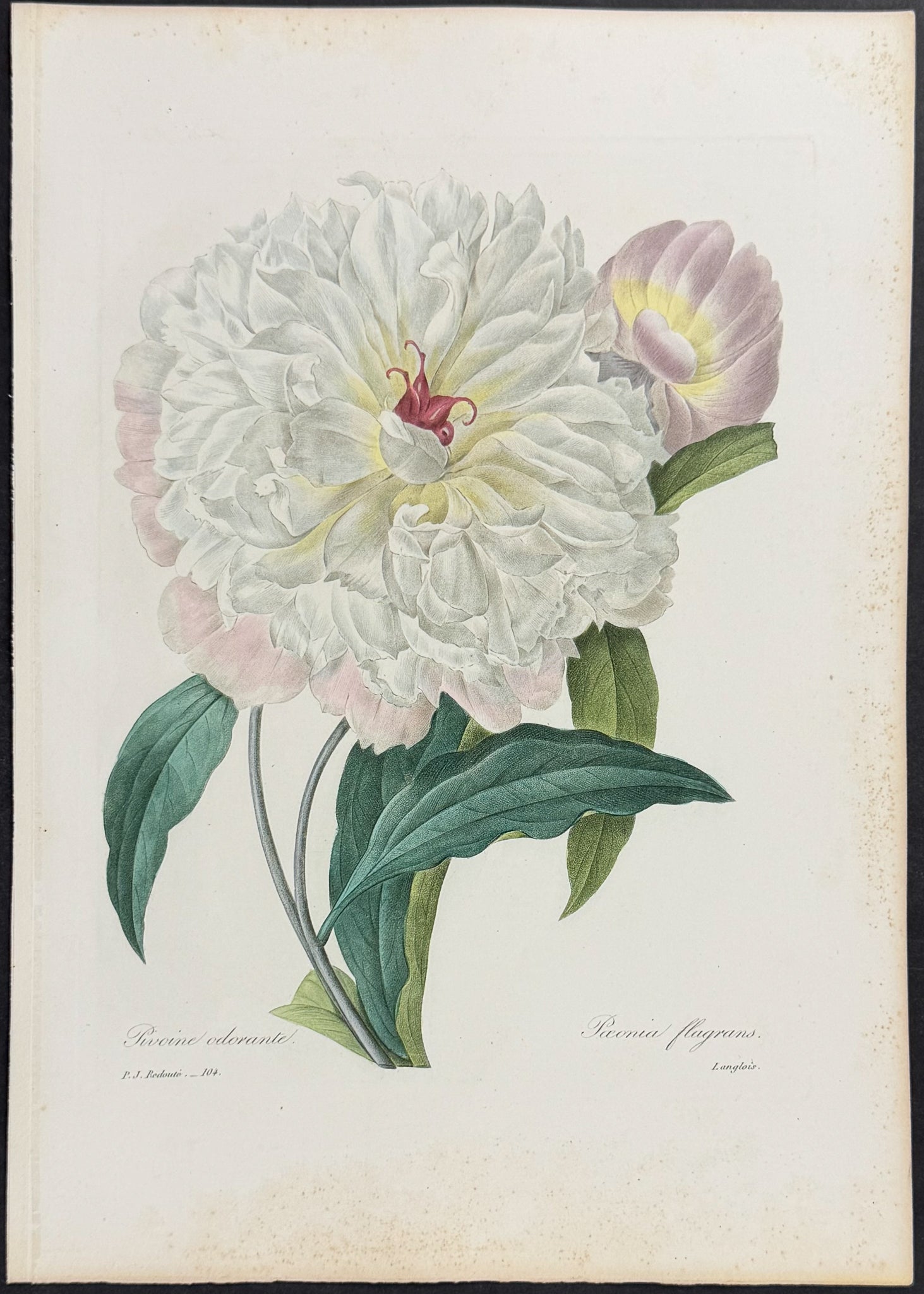 Fragrant Peony [Paeonia flagrans]