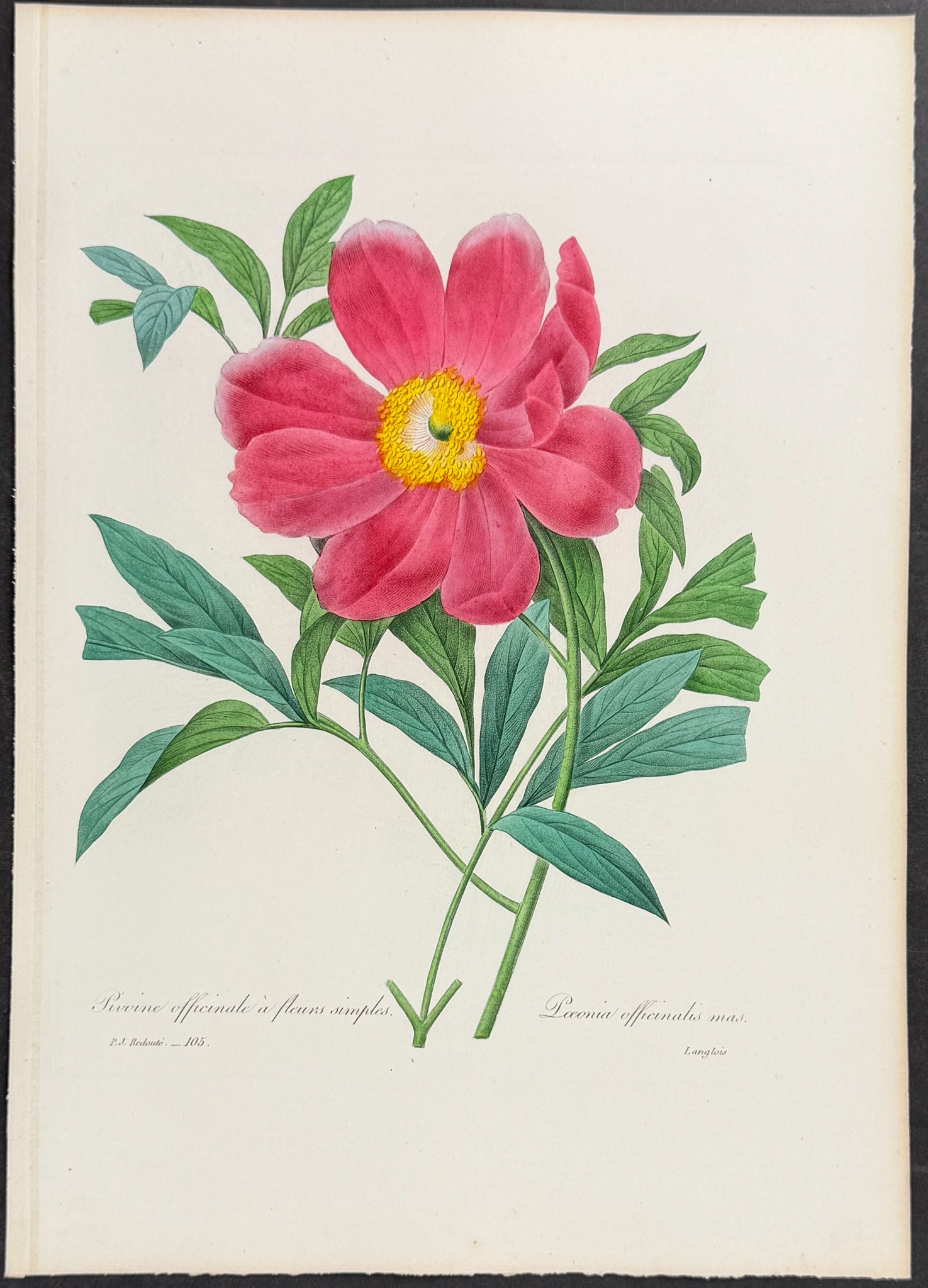 Common Peony [Paeonia officinalis mas.]