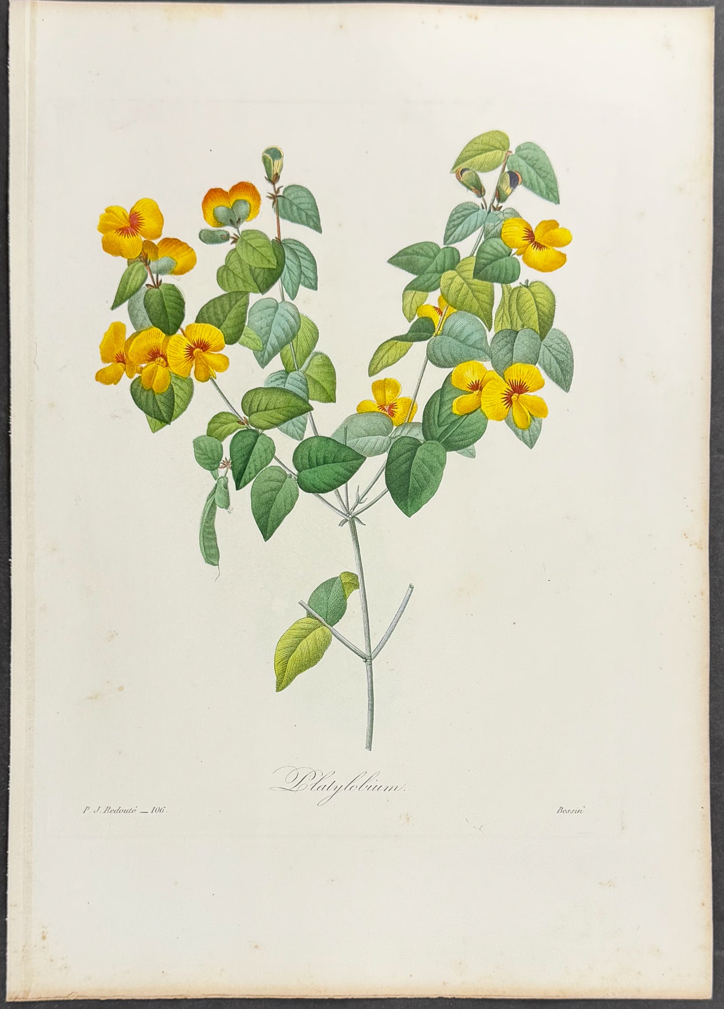 Flat-Pea [Platylobium]