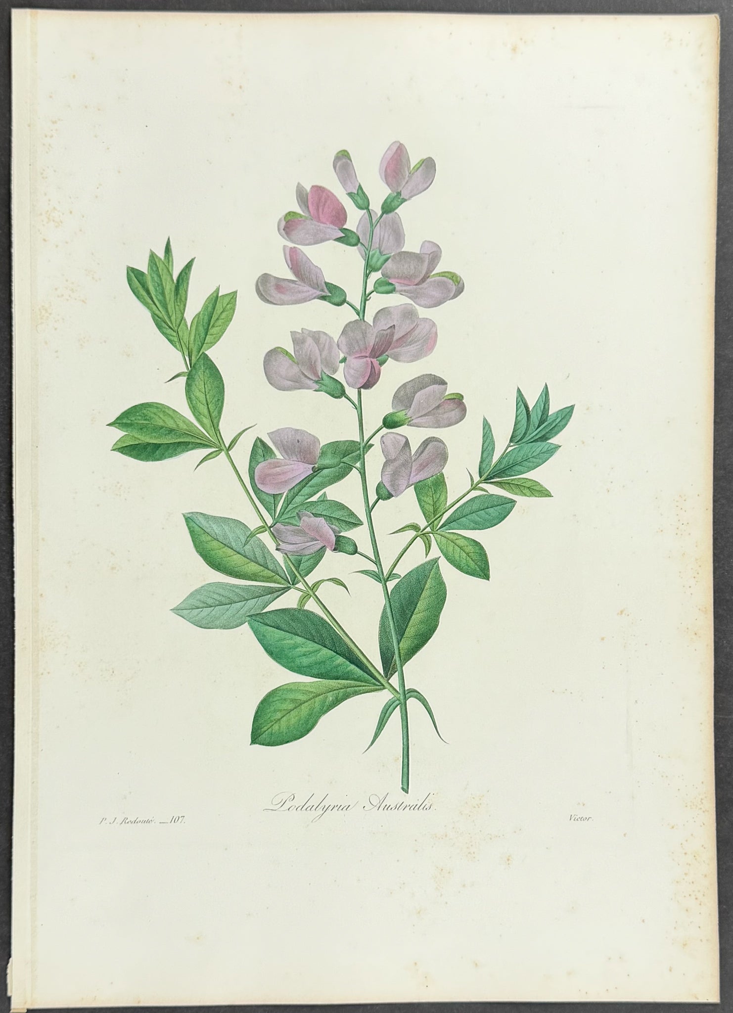 Blue False Indigo [Podalyria Australis]