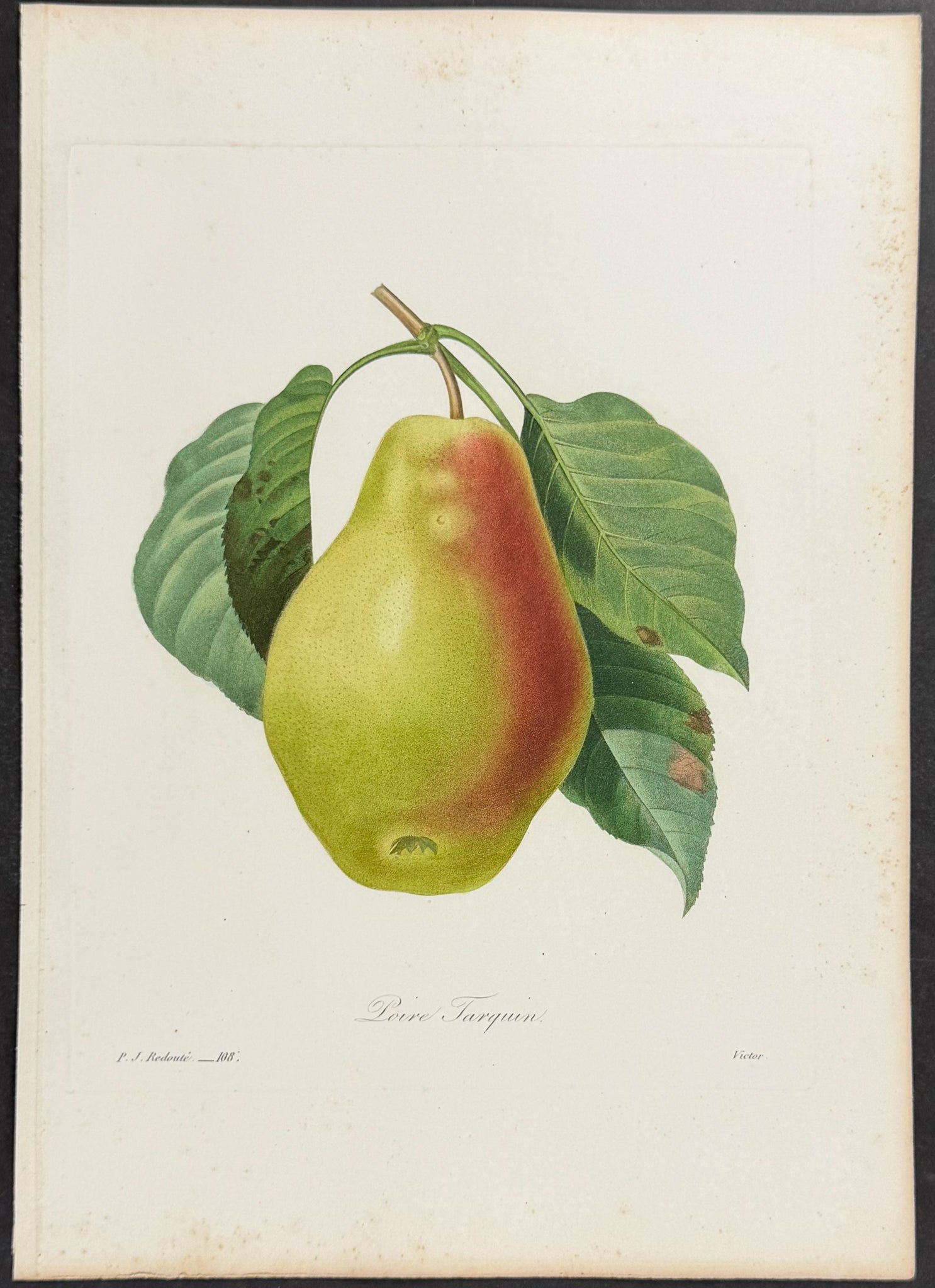 Tarquin Pear