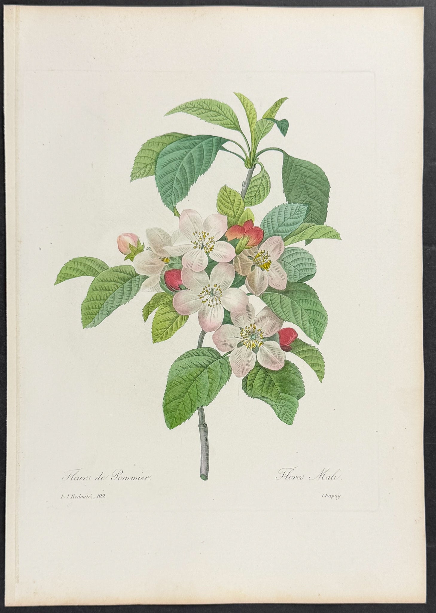 Apple Flower