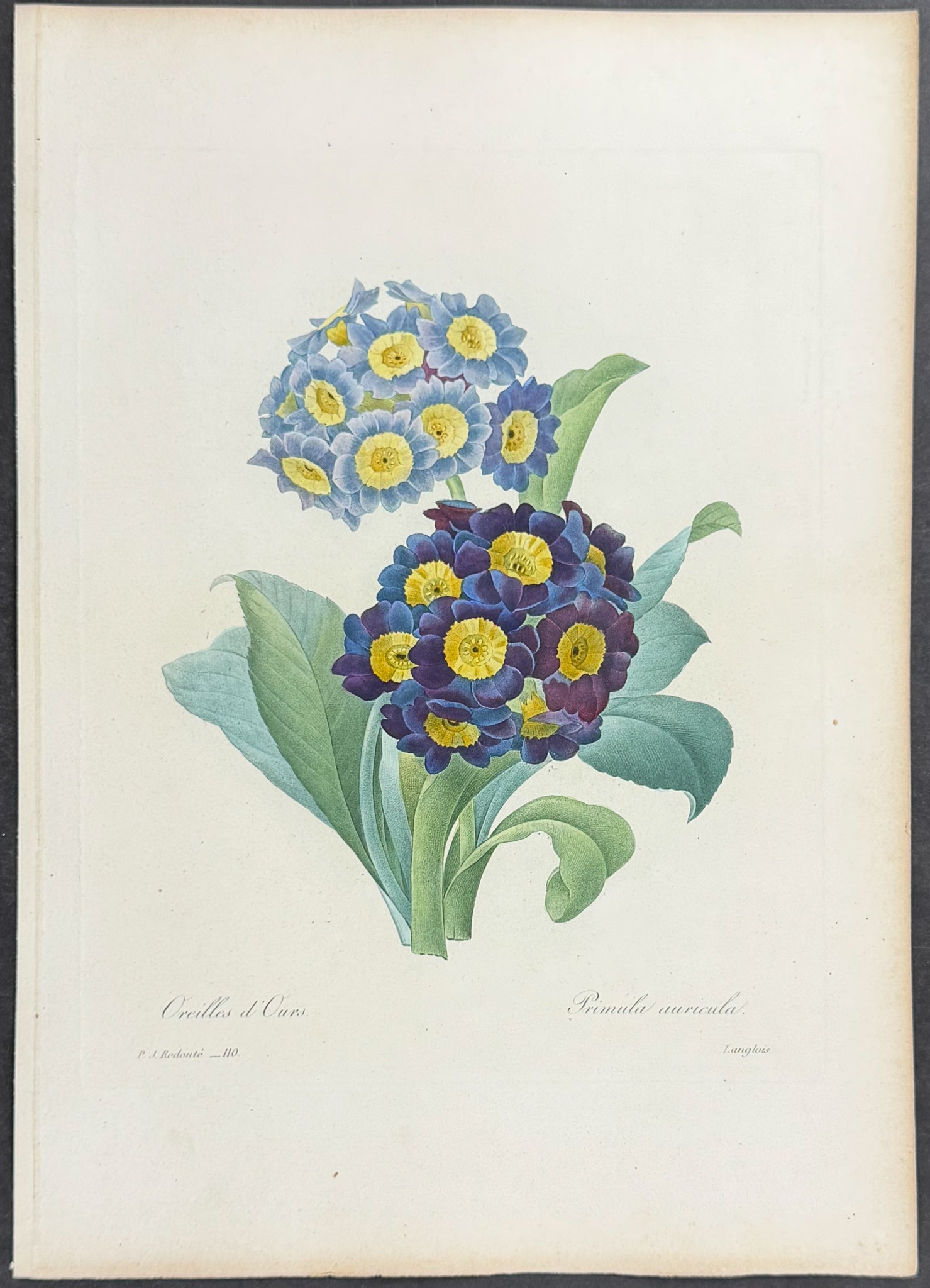 Bear's Ear [Primula auricula]