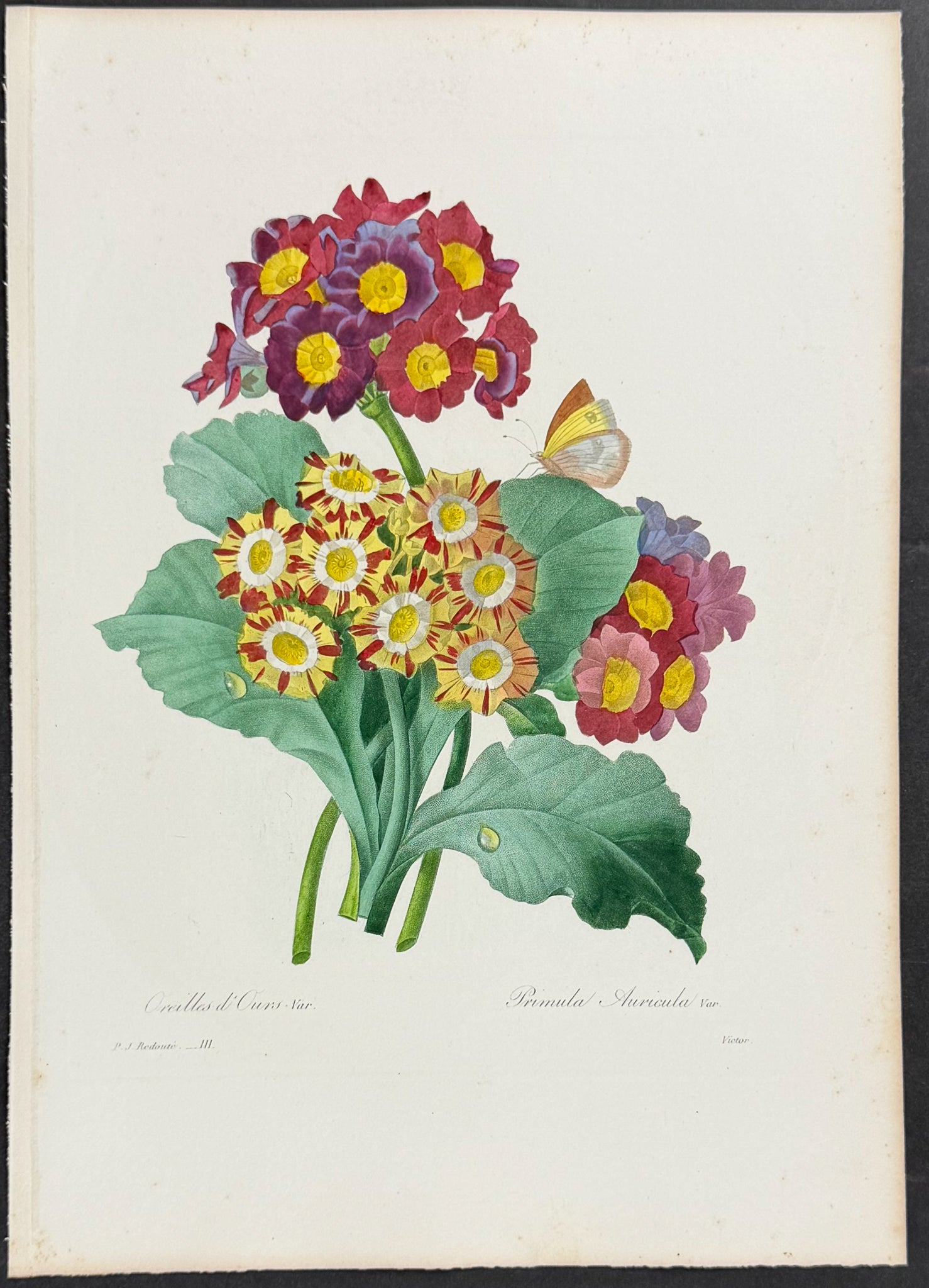 Bear's Ear (var.) [Primula auricula]