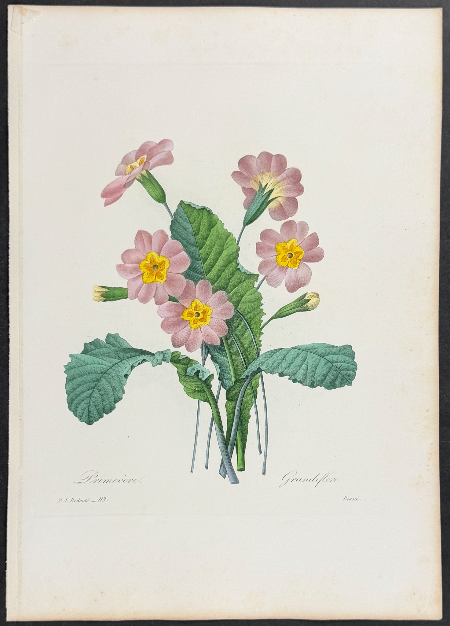 Primrose [Primevere grandiflora]