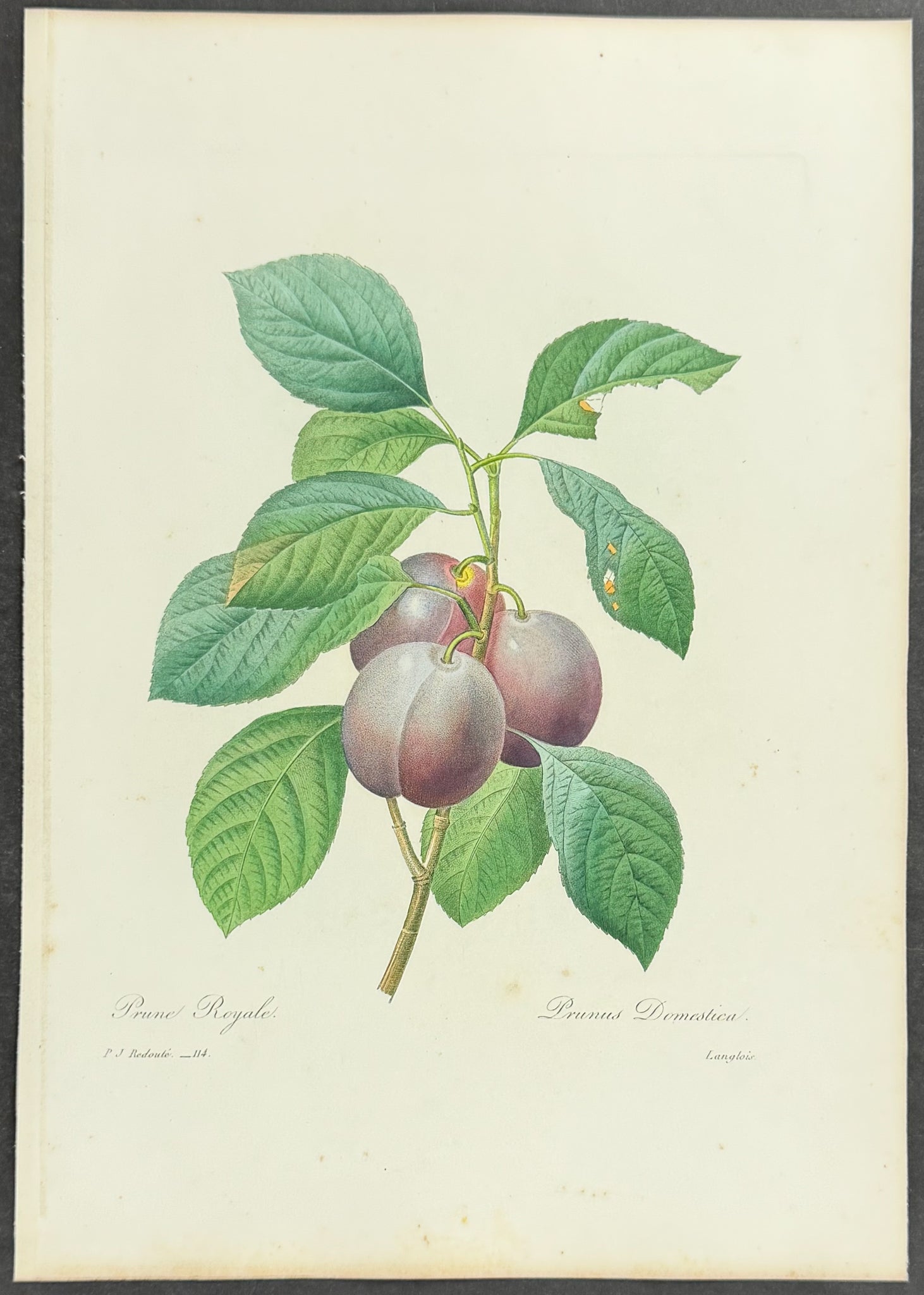 Royal Plum [Prunus domesticus]