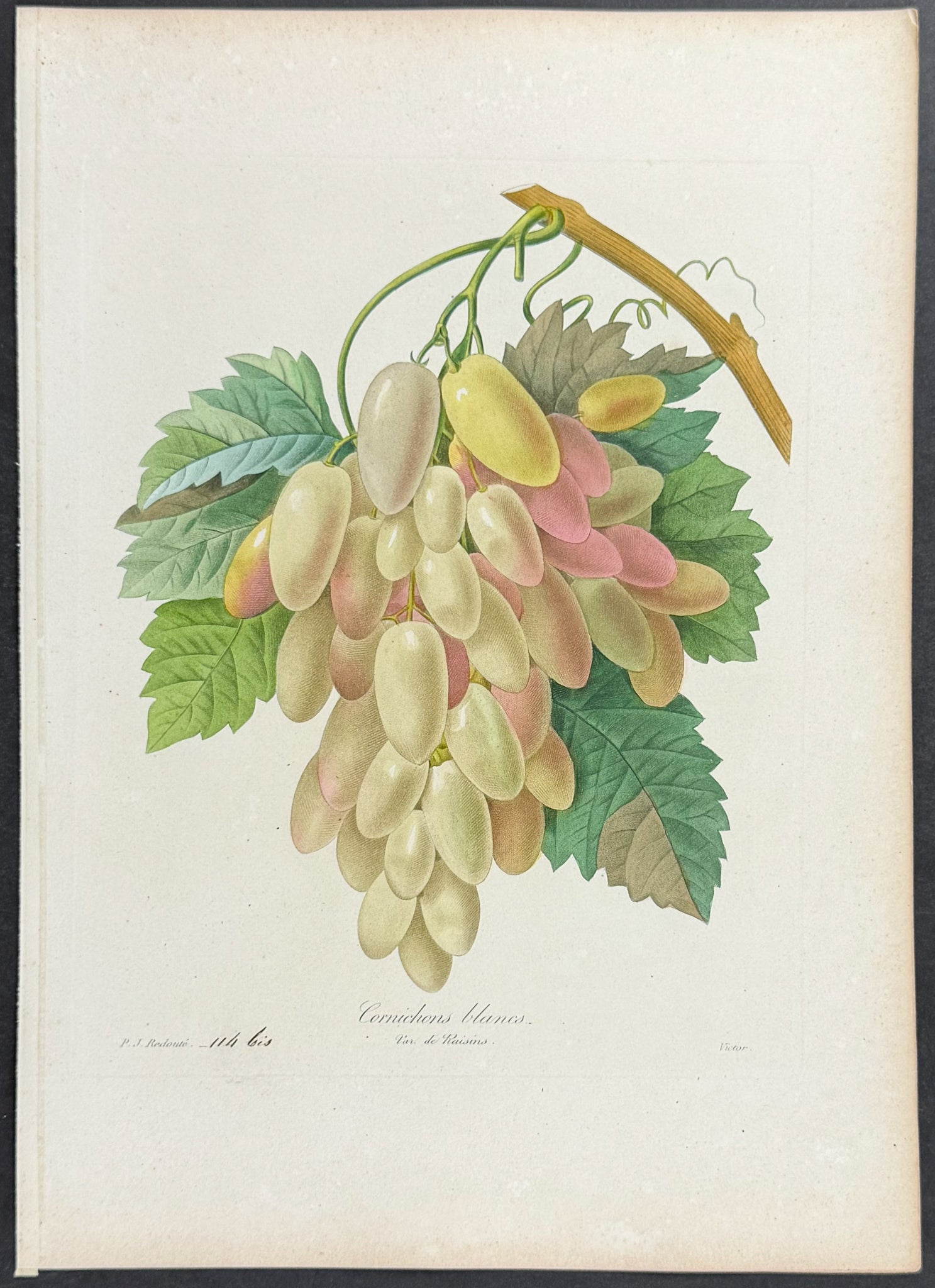 White Grapes (Cornichons blancs)