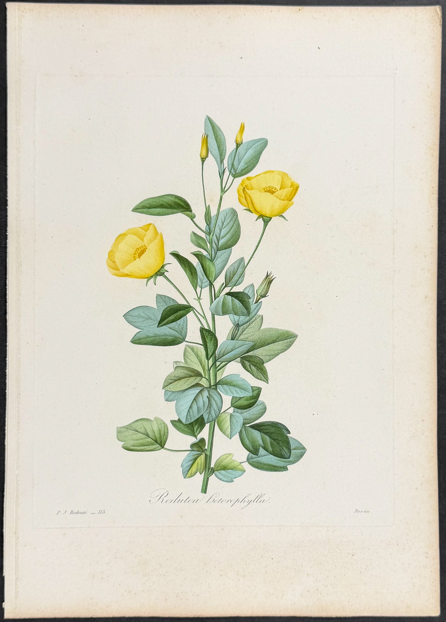 Mallow [Redutea heterophylla]