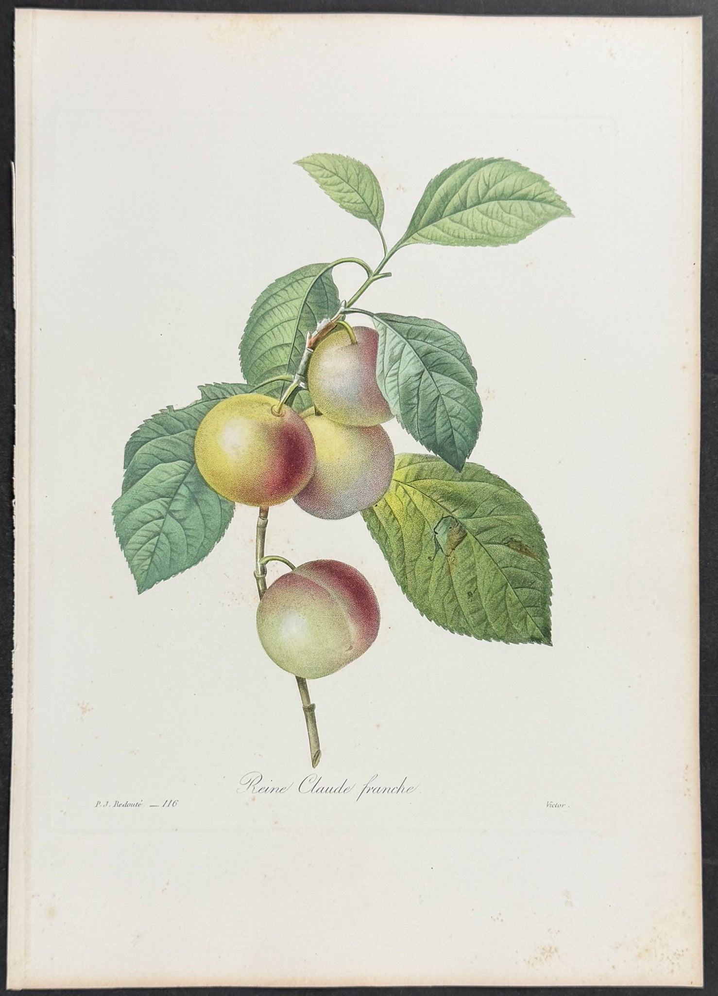 Plum (Reine Claude franche)