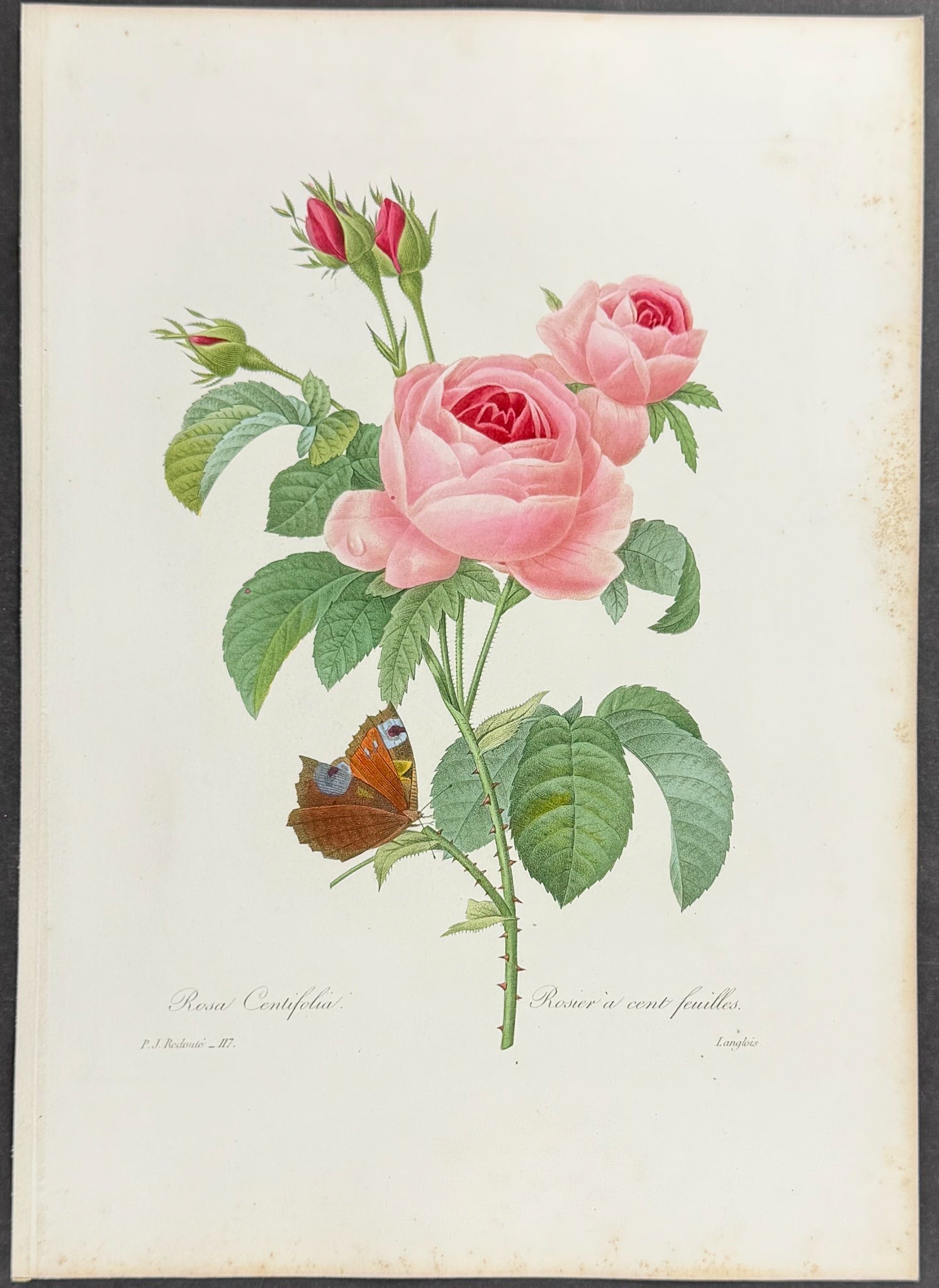 Cabbage Rose [Rosa centifolia]
