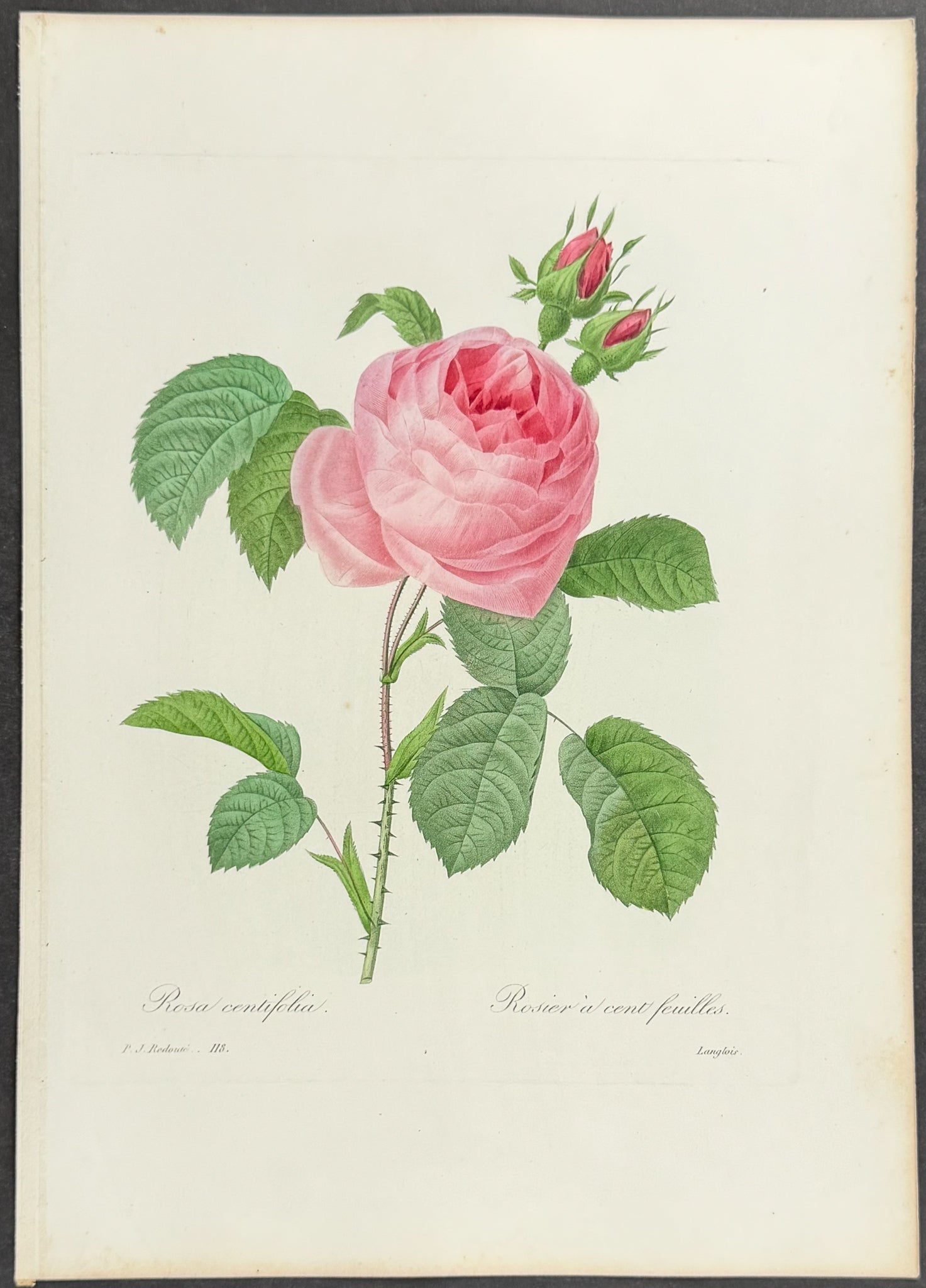 Cabbage Rose [Rosa centifolia]