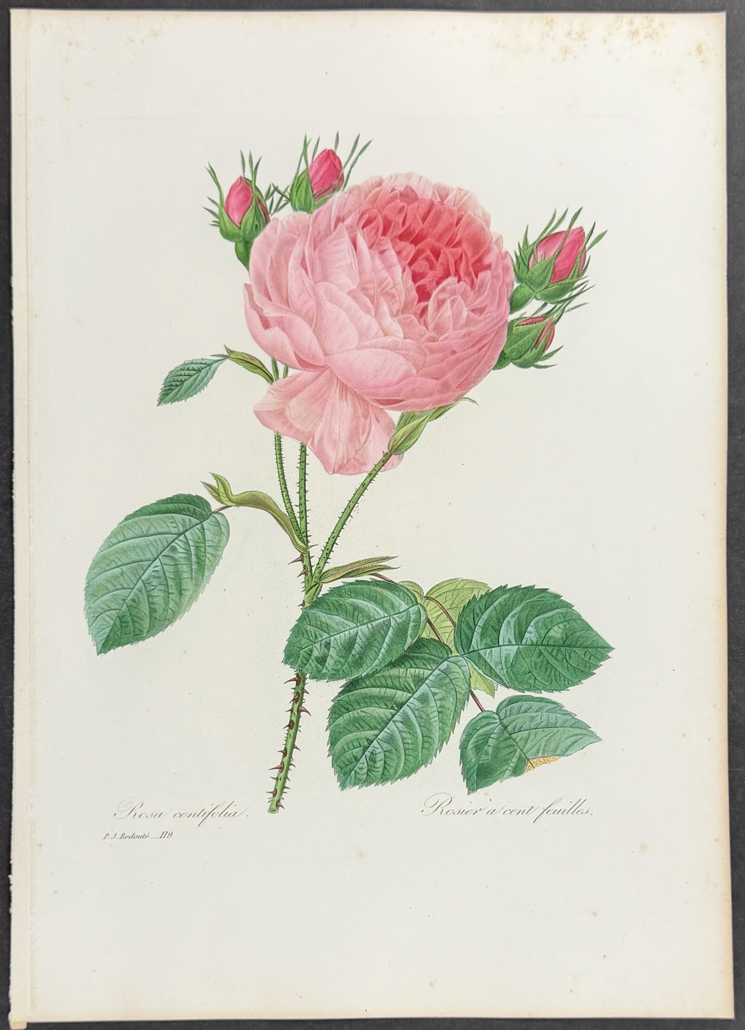 Cabbage Rose [Rosa centifolia]