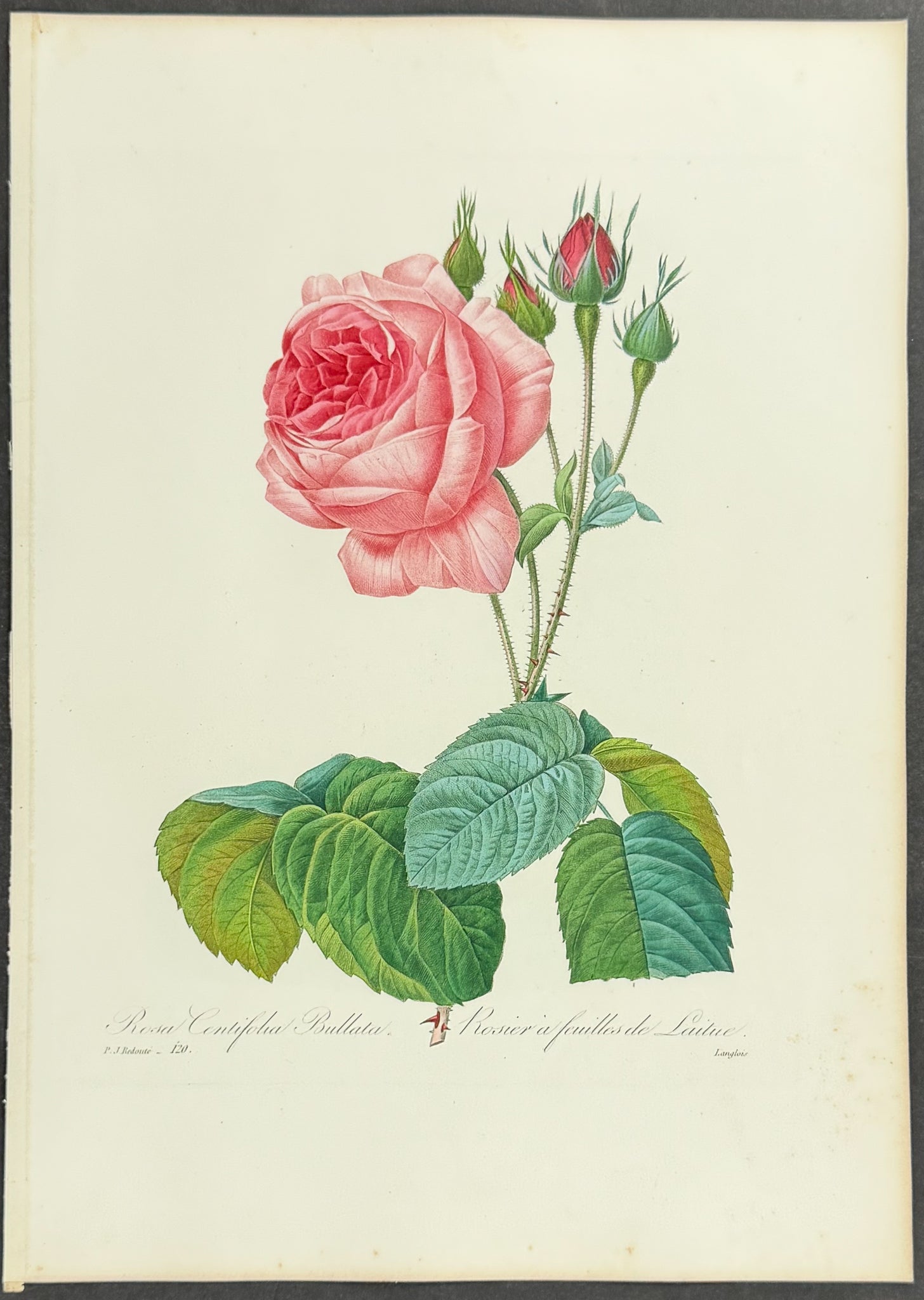 Cabbage Rose [Rosa centifolia]