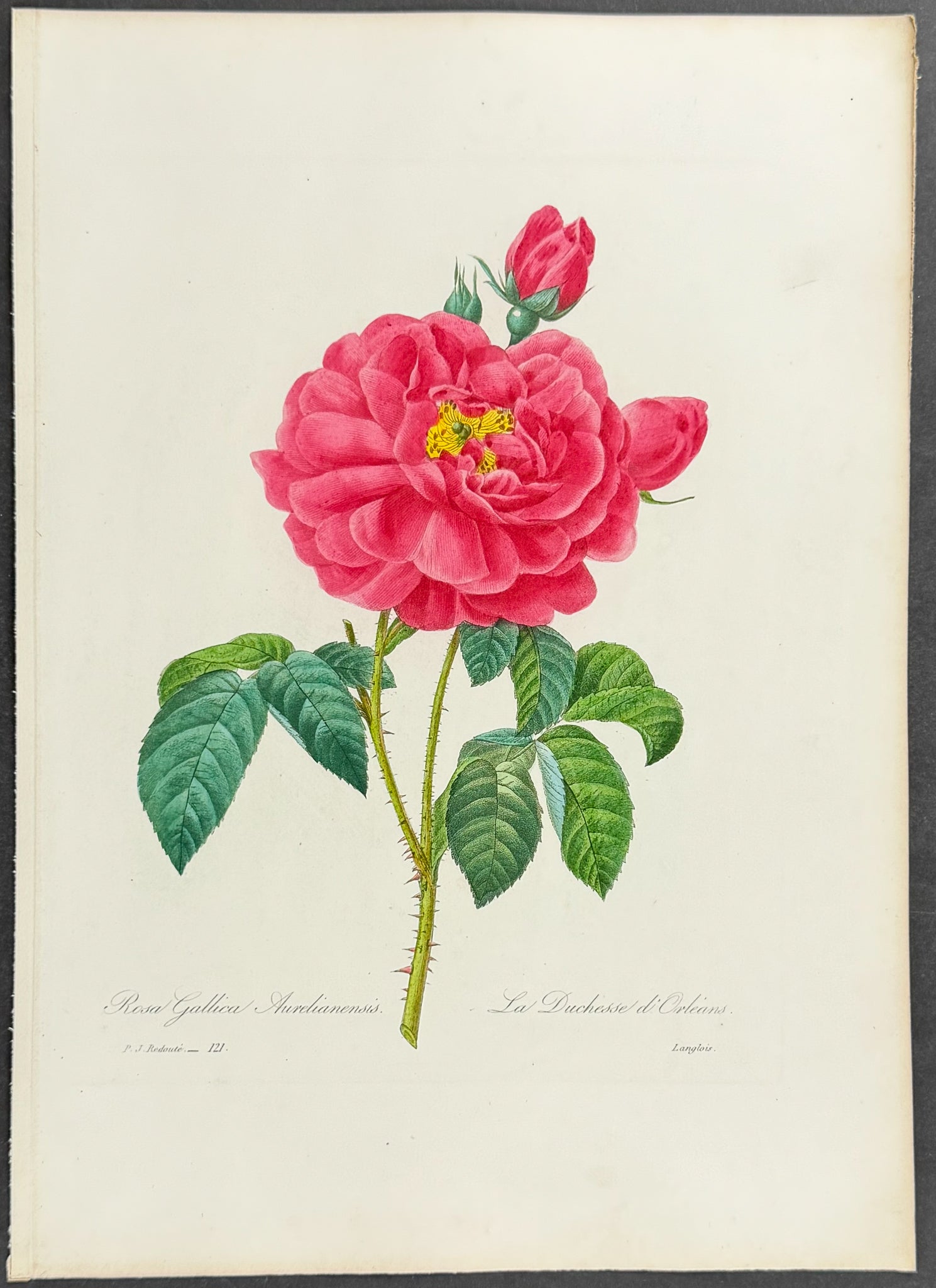 Duchess of Orleans Rose [Rosa gallica aurelianensis]