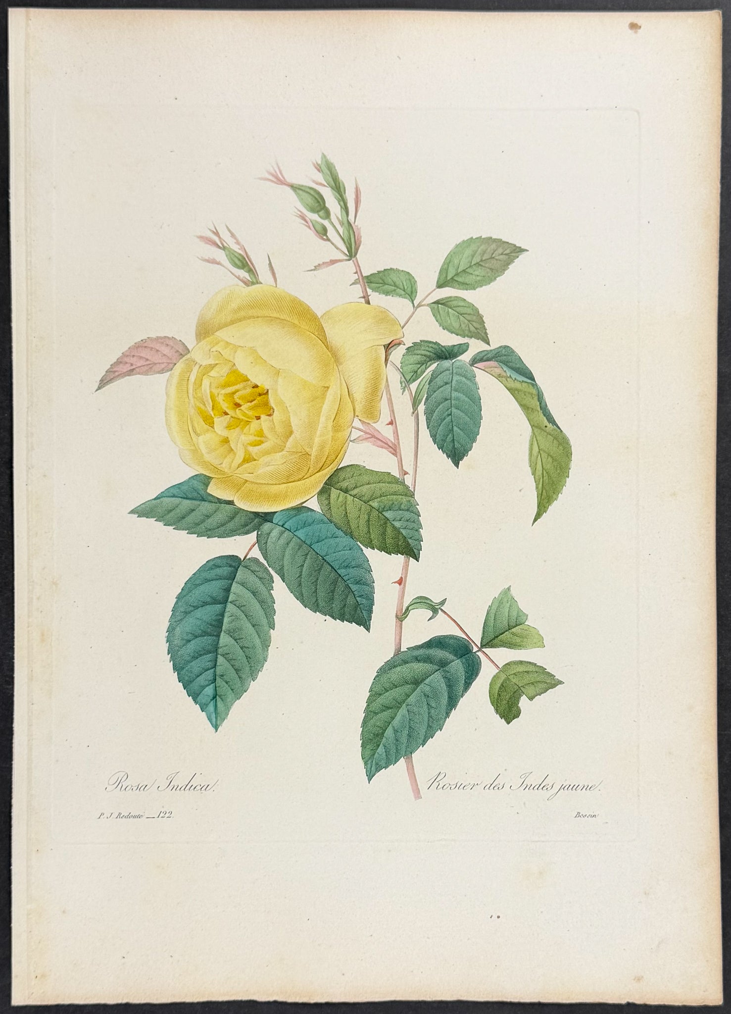 Indian Rose [Rosa indica]