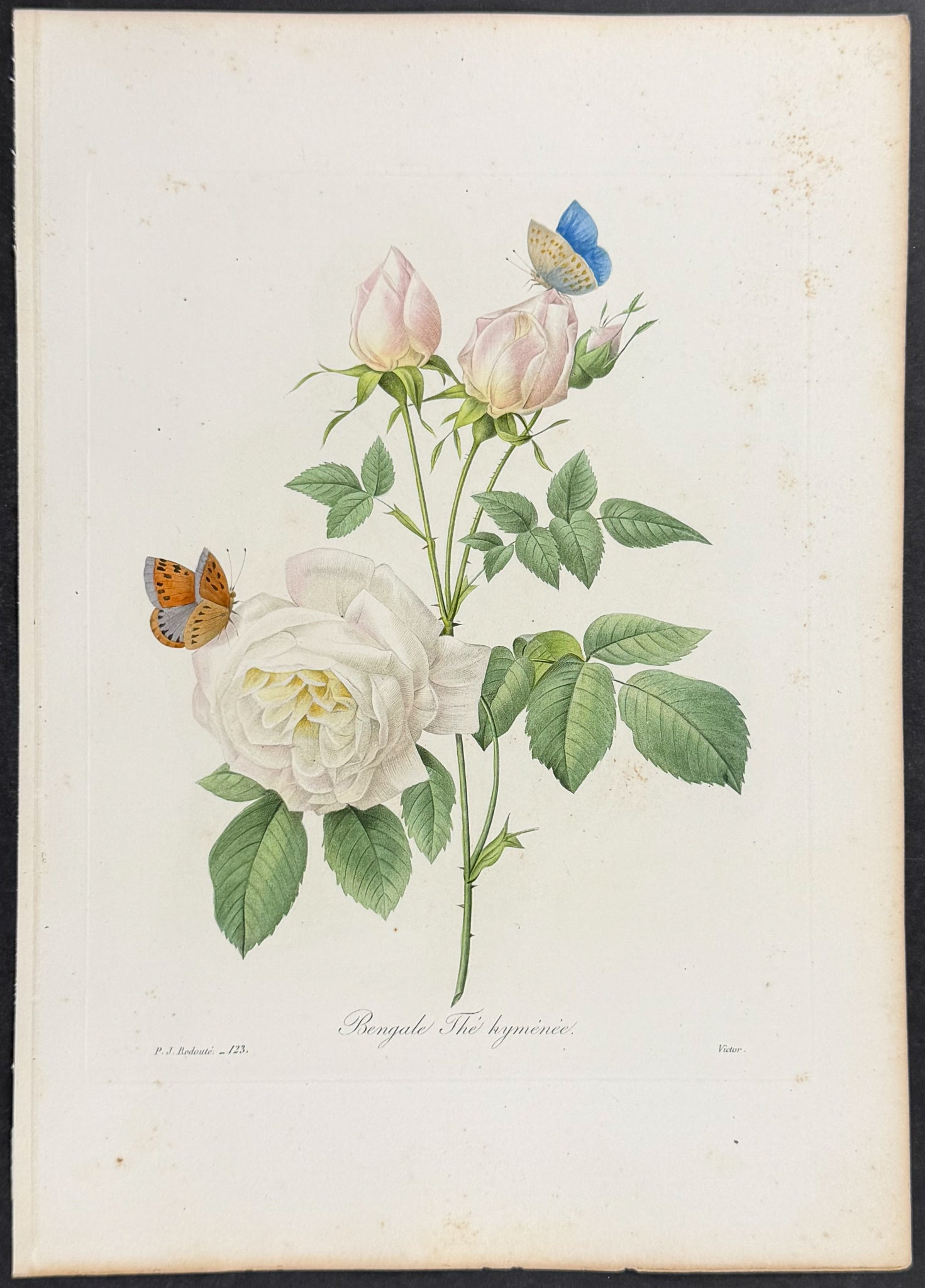Bengal Rose [Rosa]