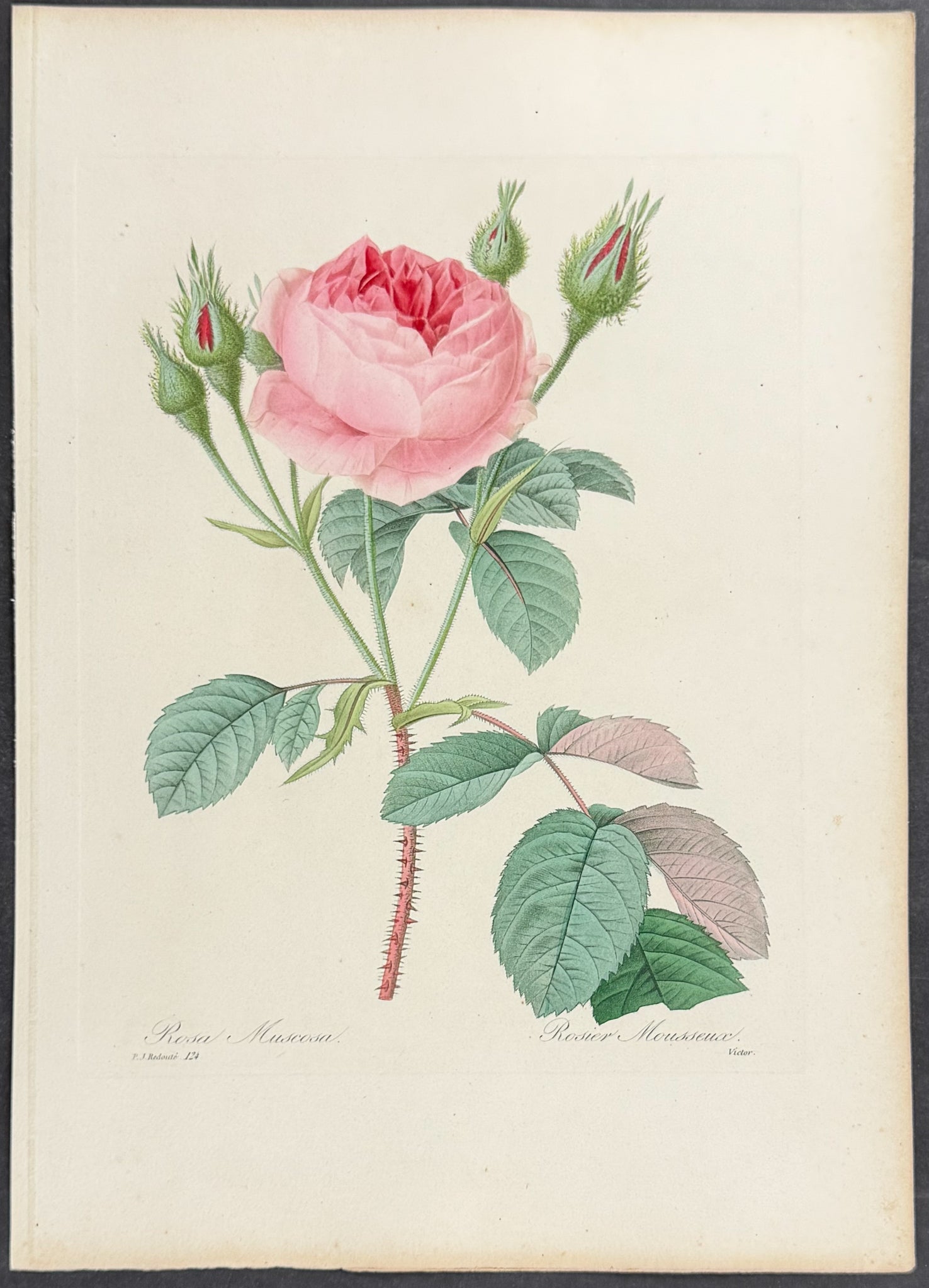 Rose [Rosa muscosa]