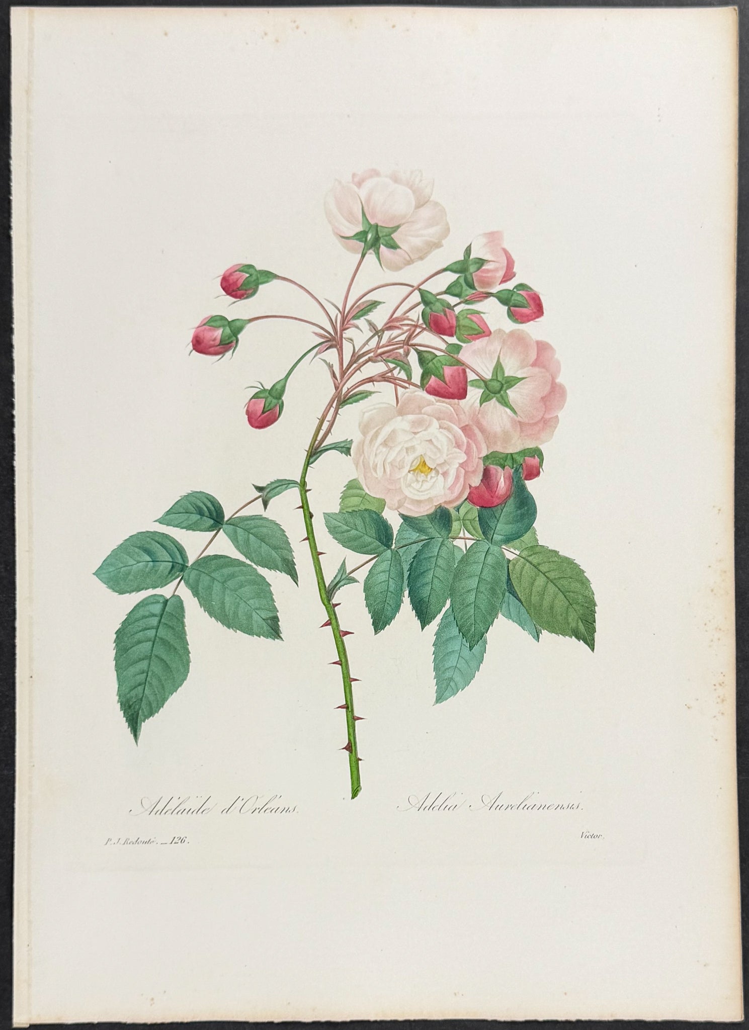 Rambing Rose [Adelia aurelianensis]