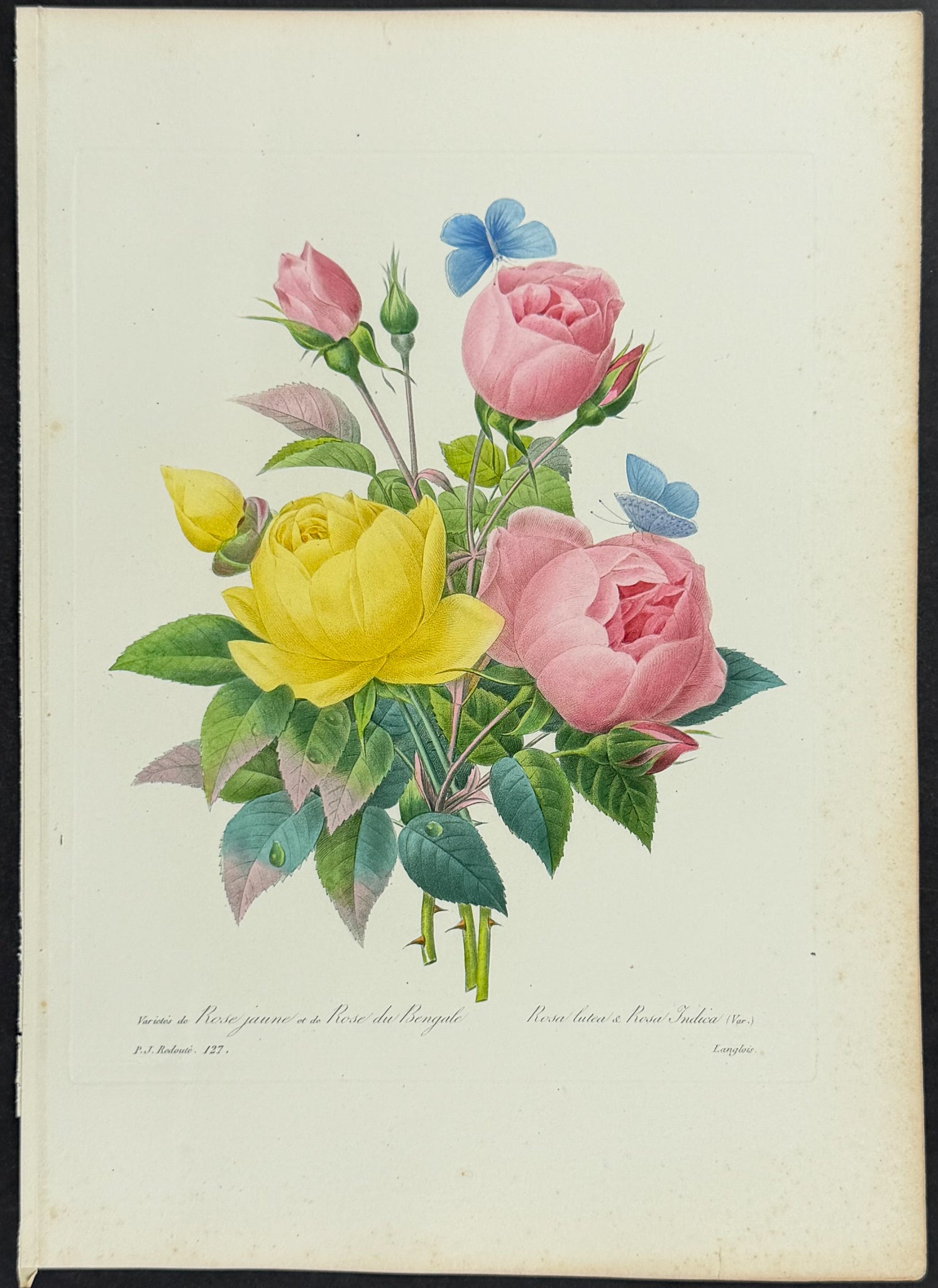 Bouquet of Rose Varietals