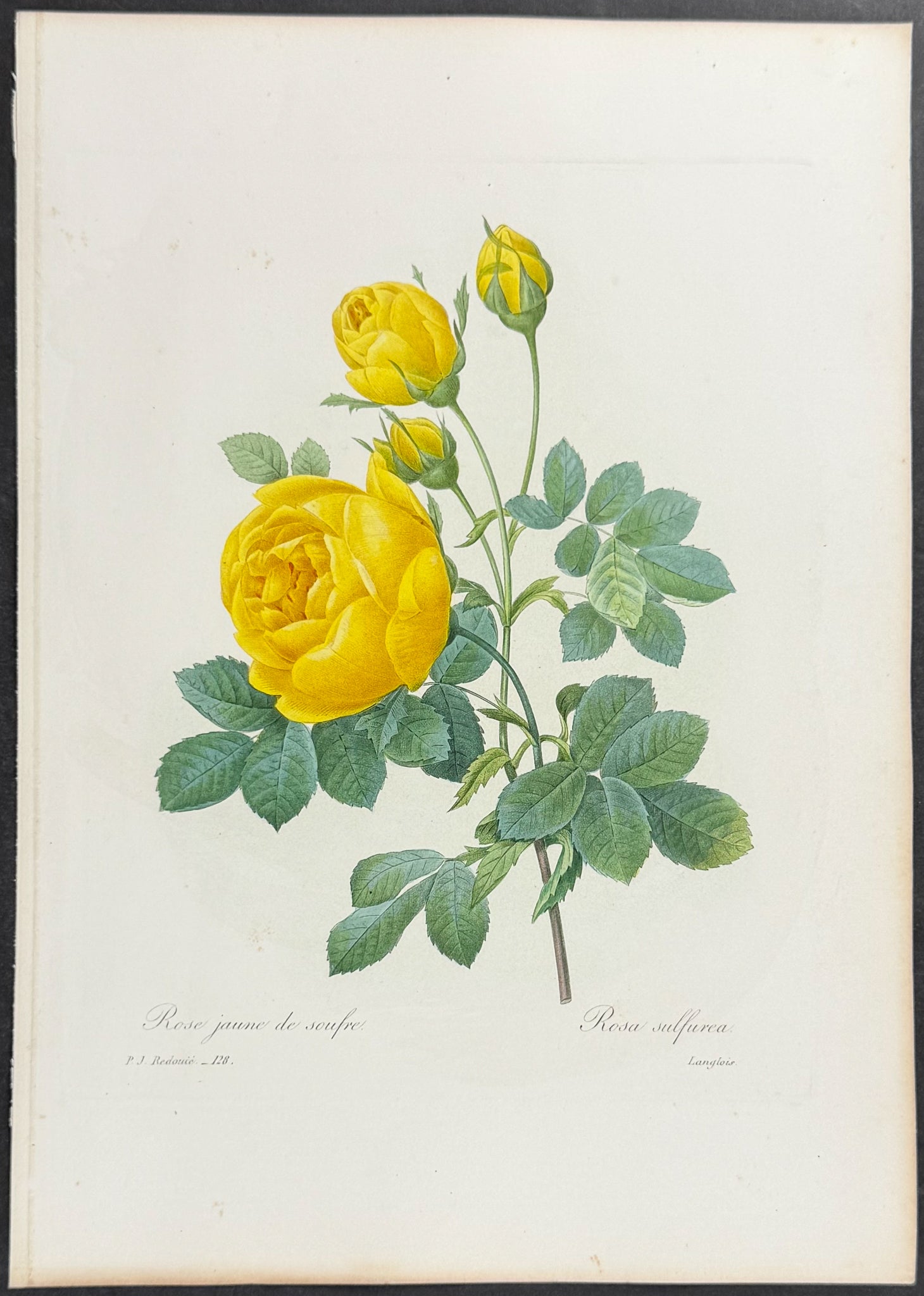 Sulphur Rose [Rosa sulfurea]