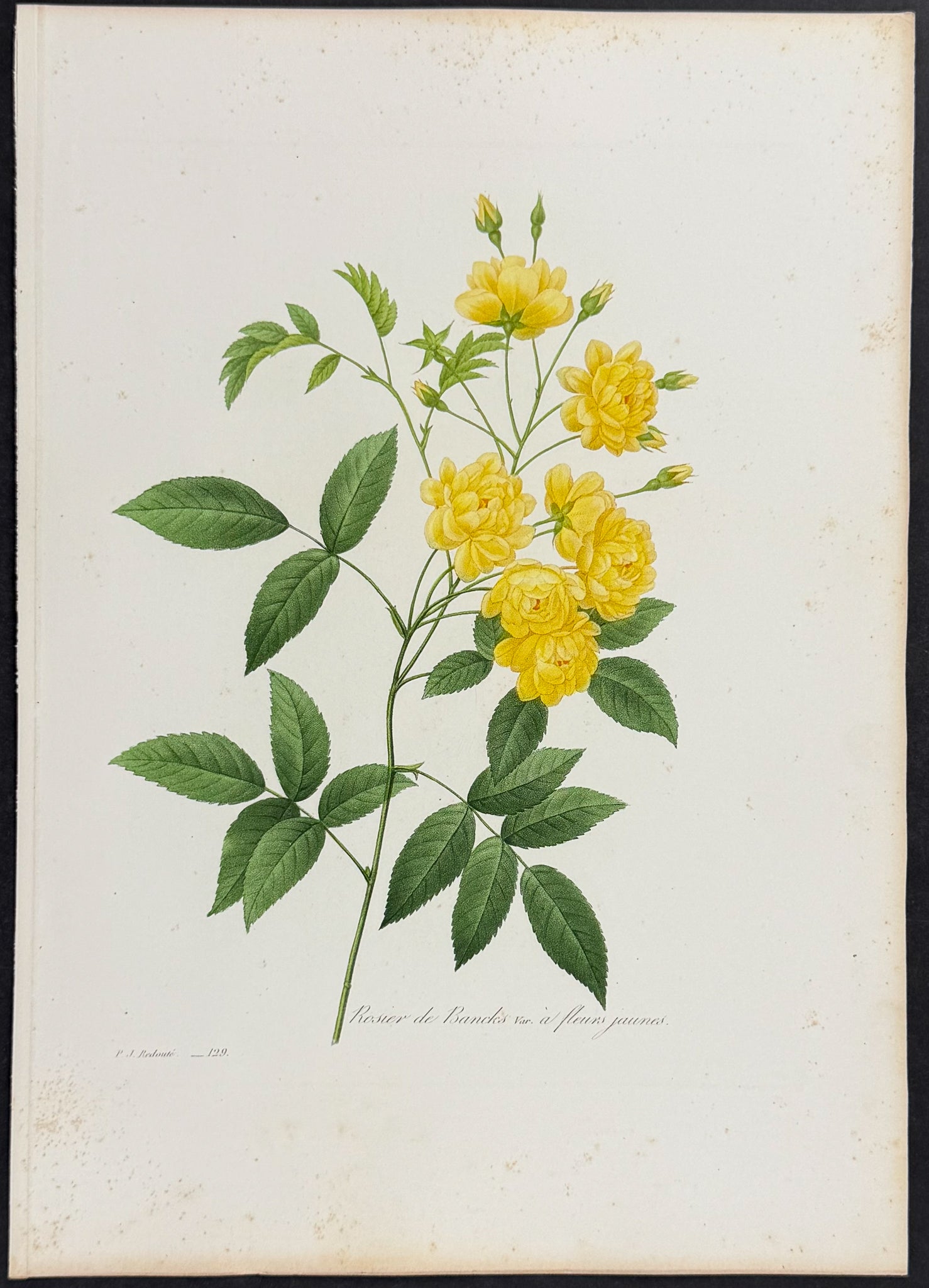 Lady Banks' Rose [Rosa banksiae]