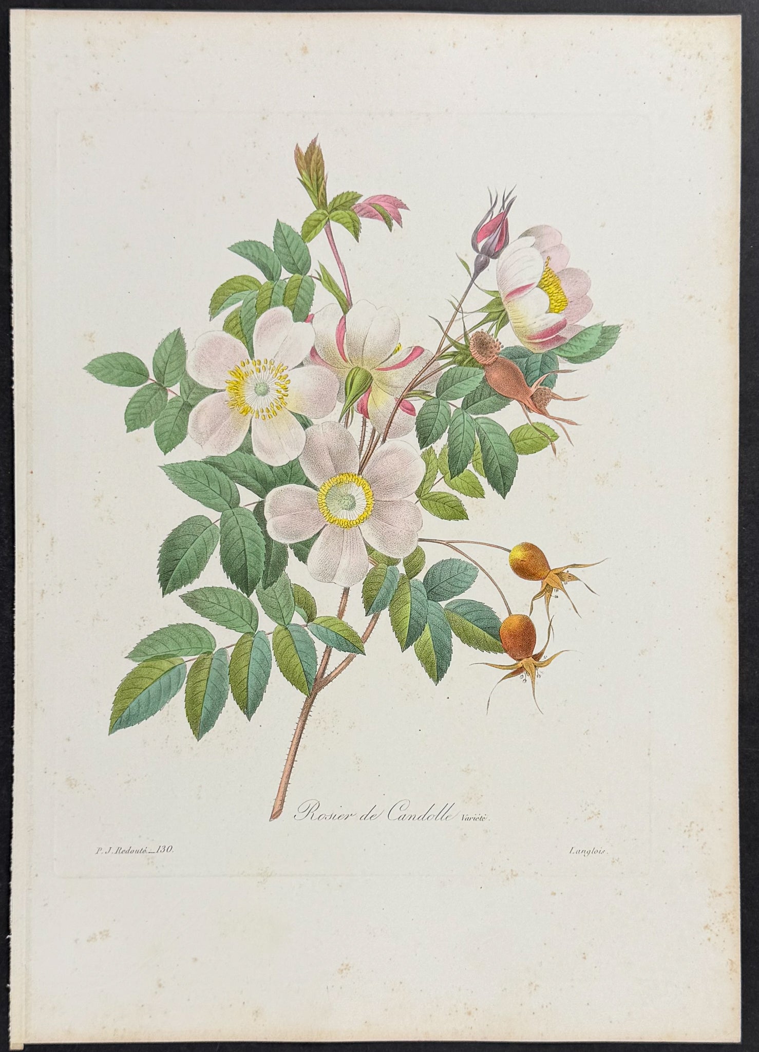 De Candolle's Rose
