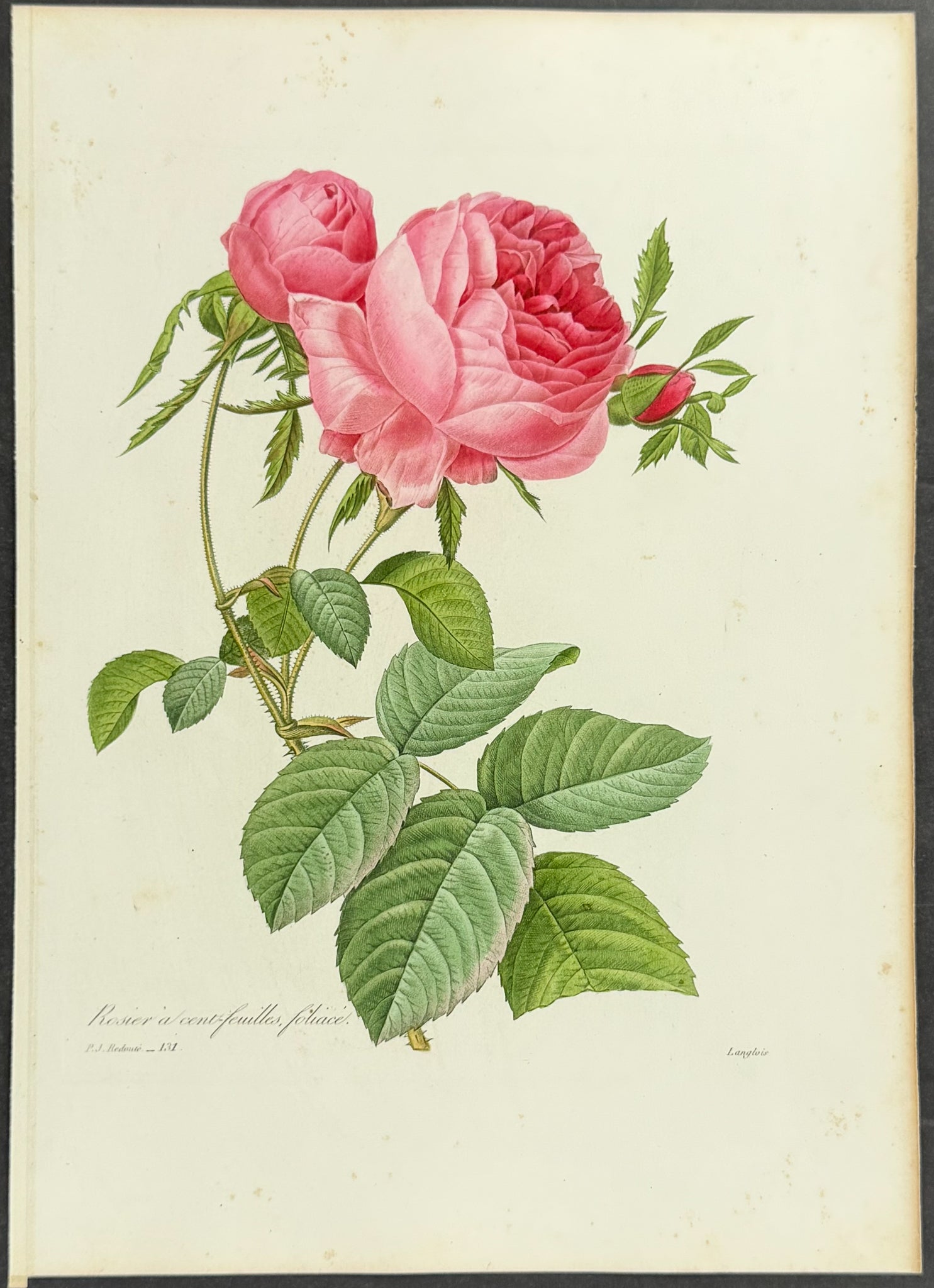 Rose