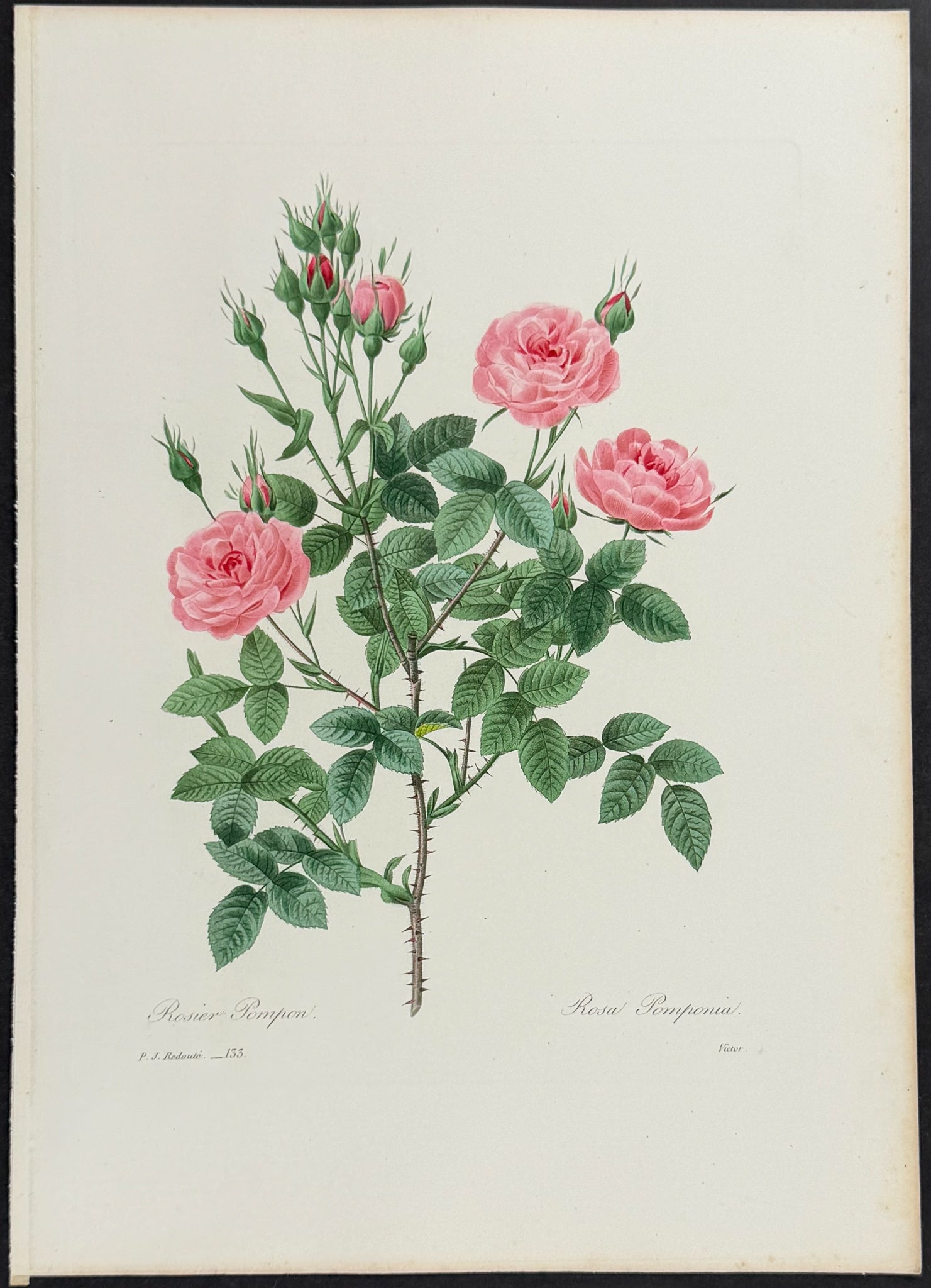 Rose de Meaux