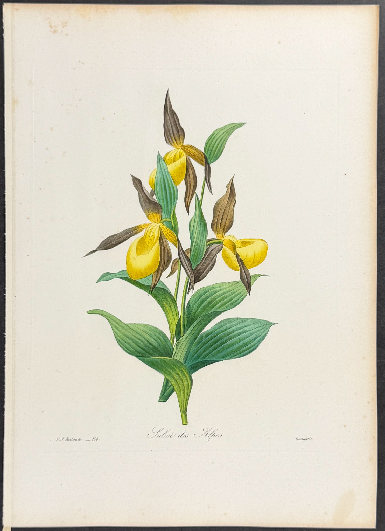 Yellow Lady's Slipper Orchid