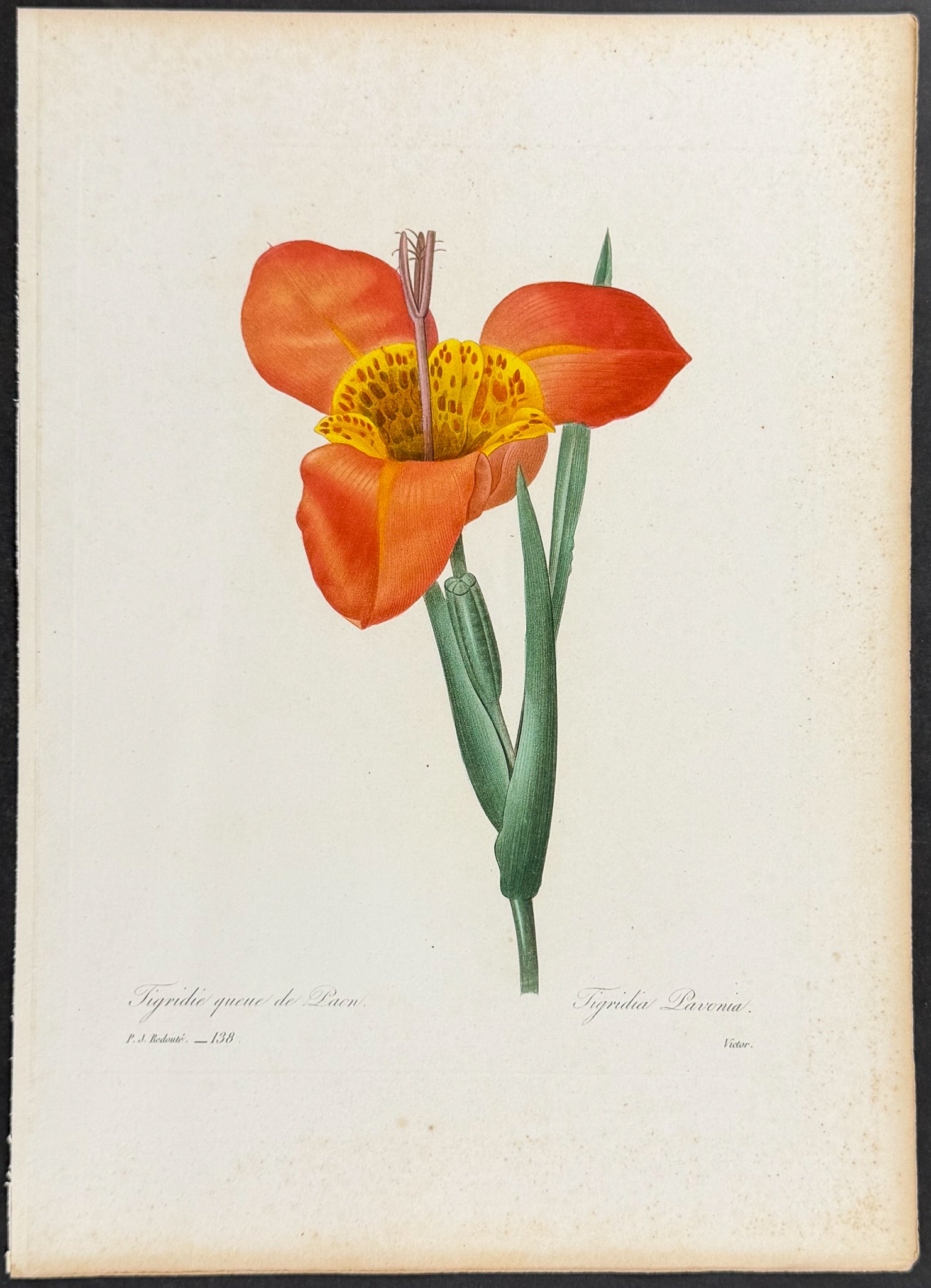 Tiger Flower [Tigridia pavonia]