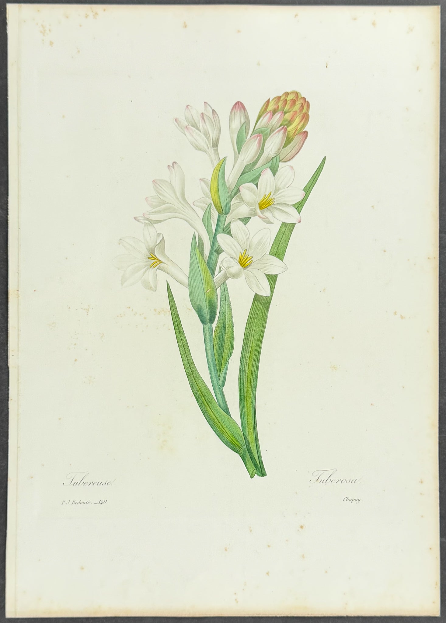 Tuberose [Tuberosa]