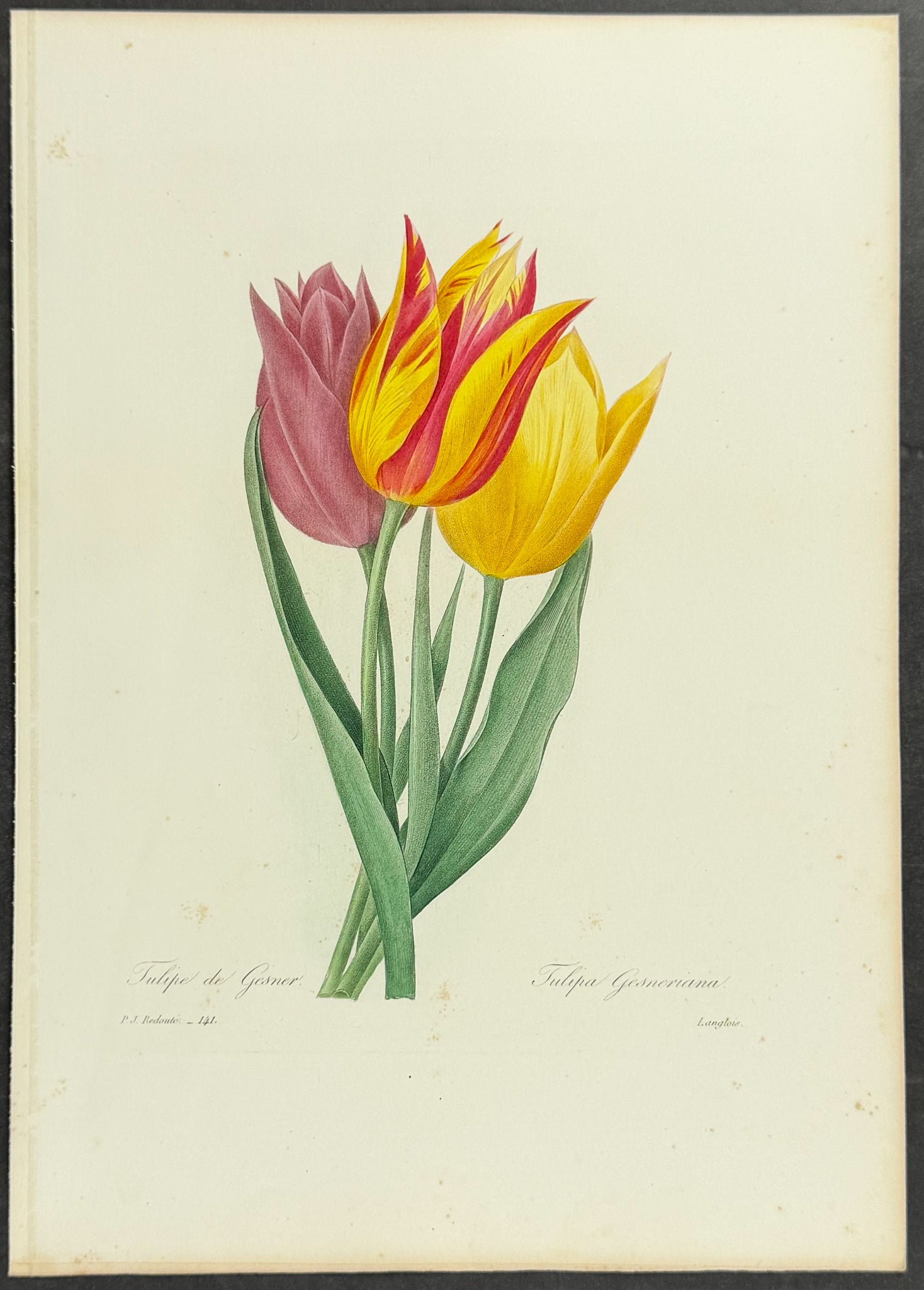 Tulip [Tulipa gesneriana]