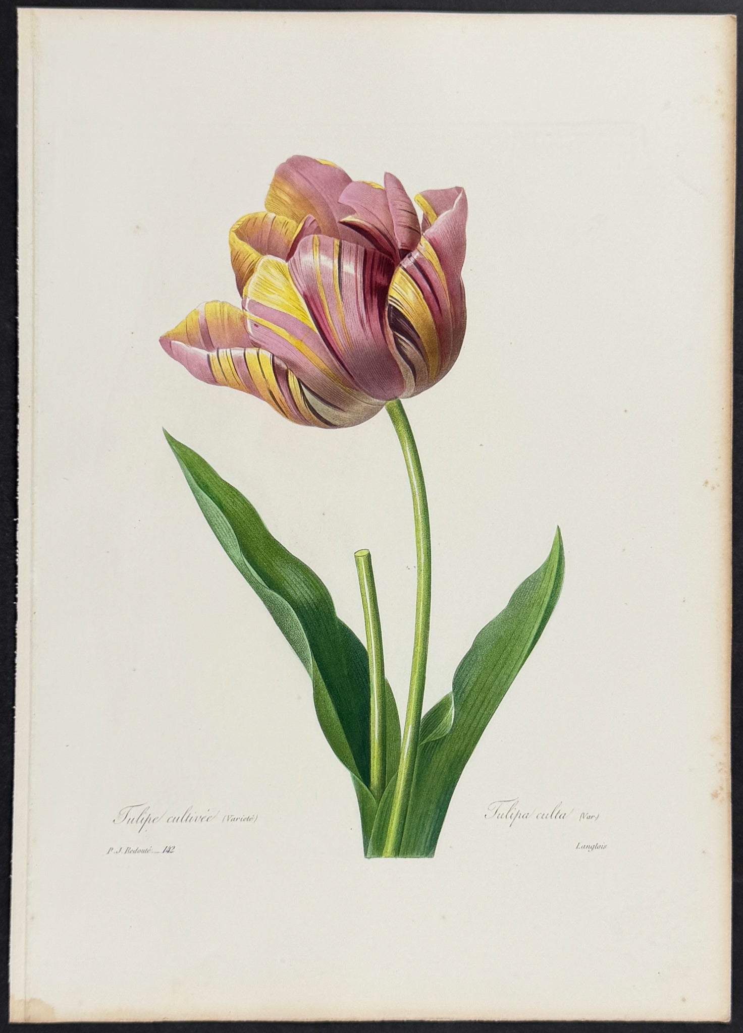 Tulip (var.) [Tulipa culta]