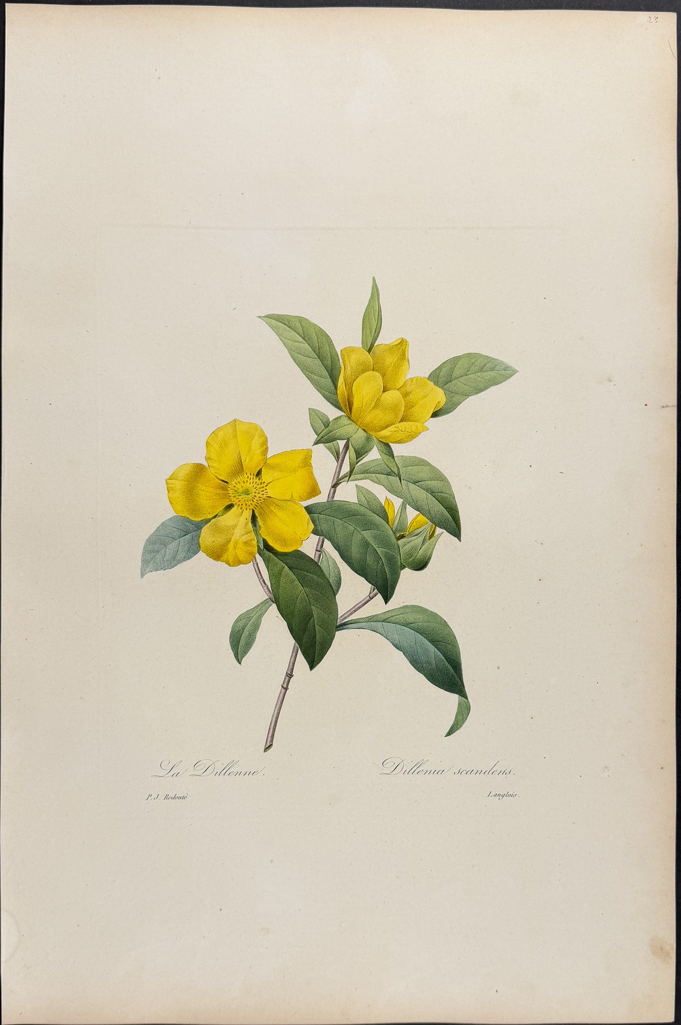 Dillenia [Dillenia scandens]