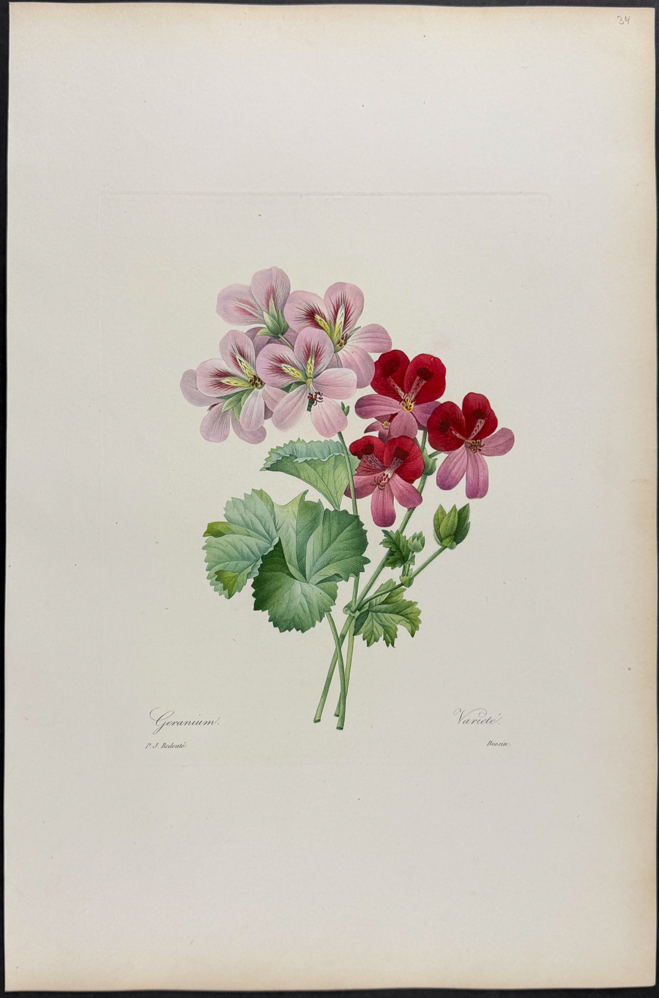 Geranium [Geranium]