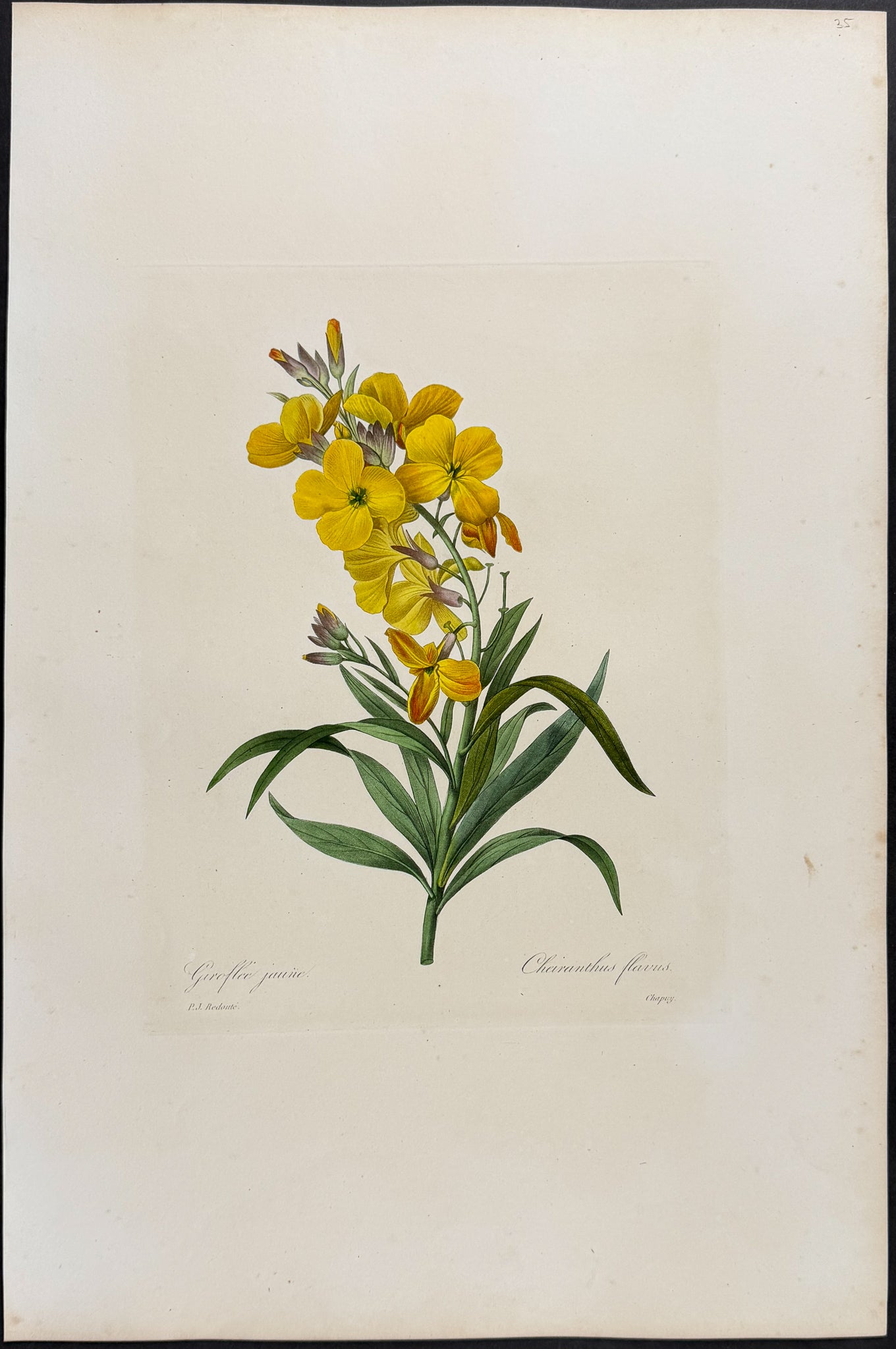 Wallflower [Cheiranthus flavus]