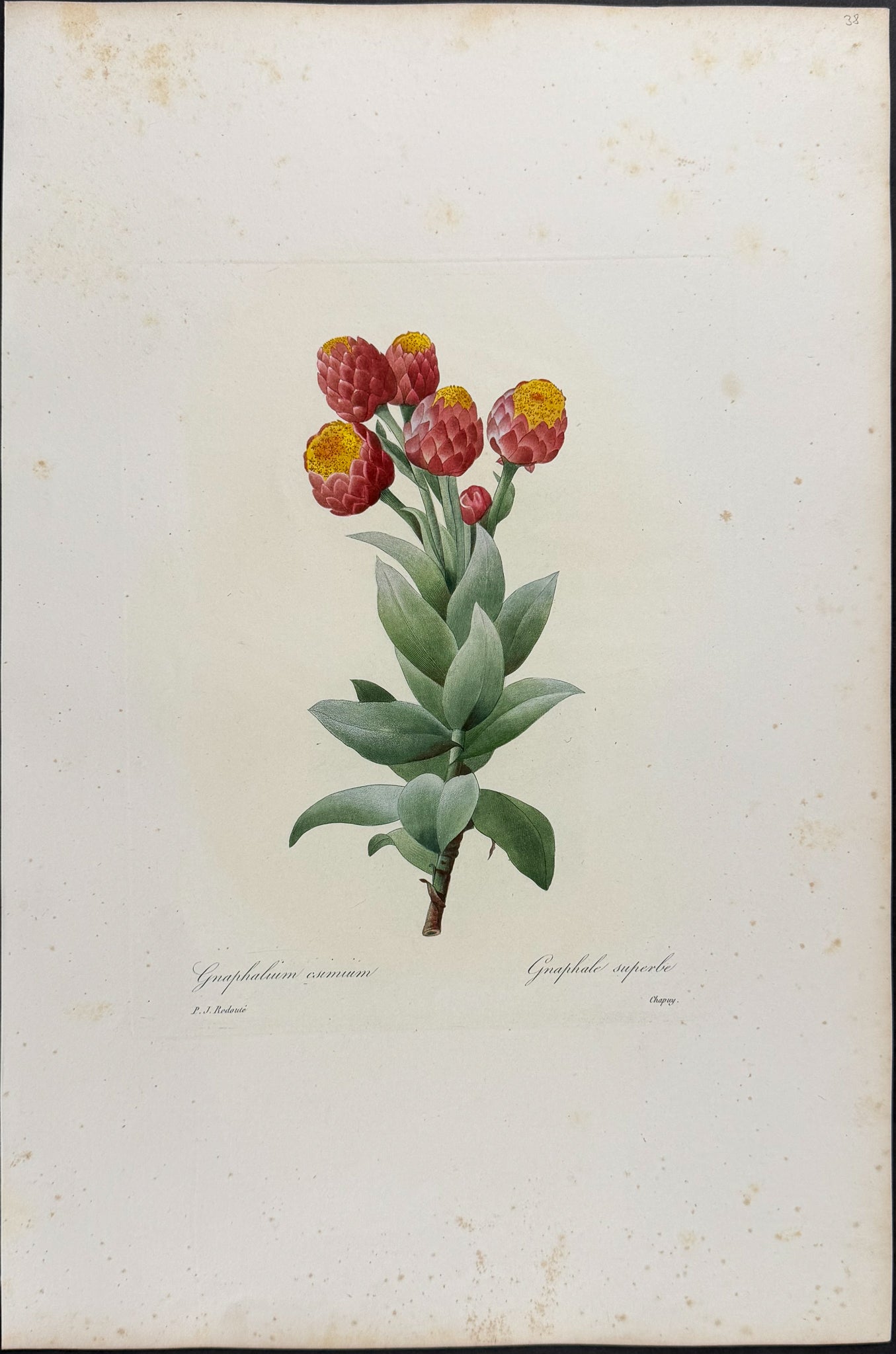 Cudweed [Gnaphalium csimium]