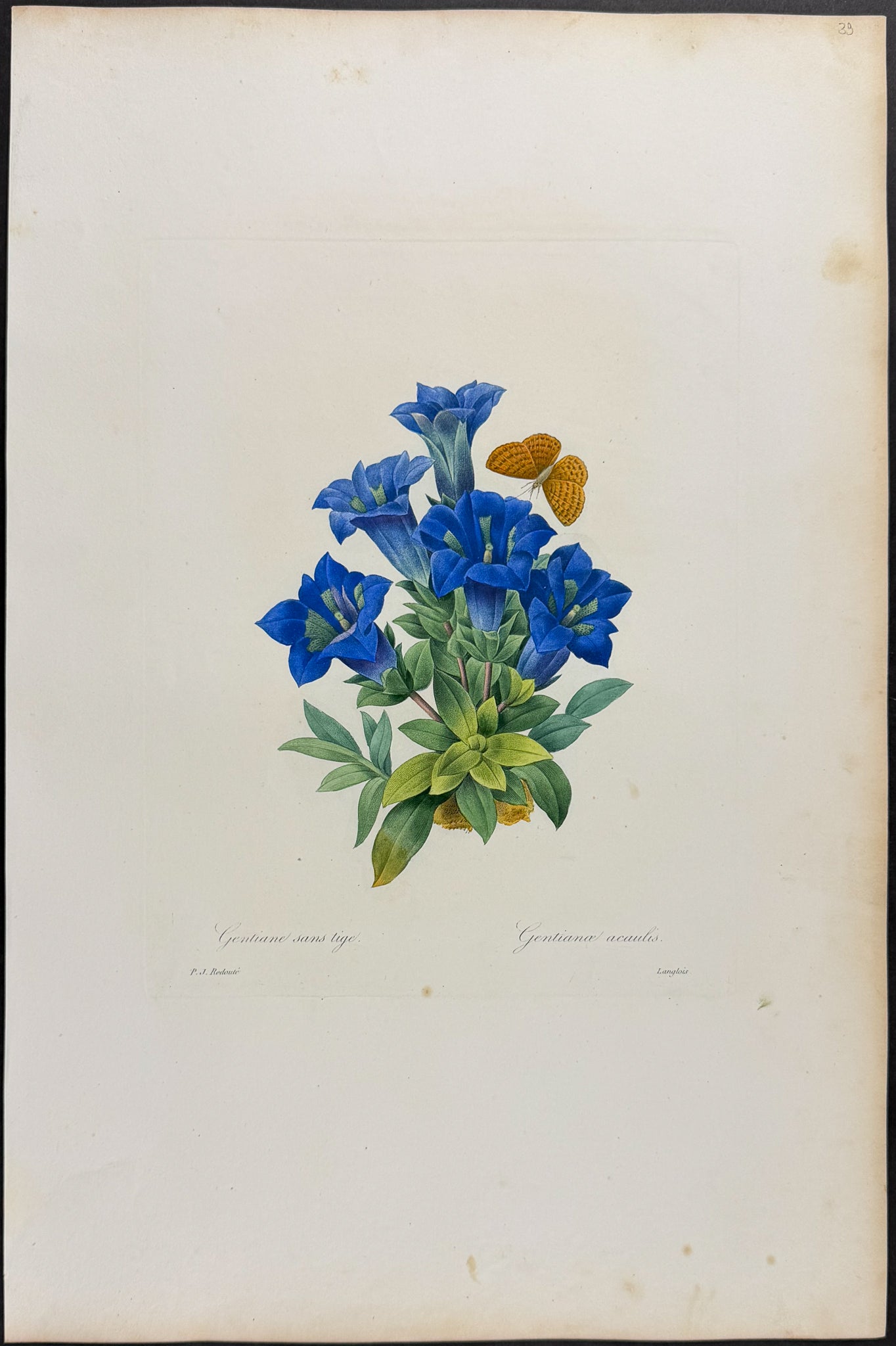 Gentian [Gentianae acaulis]