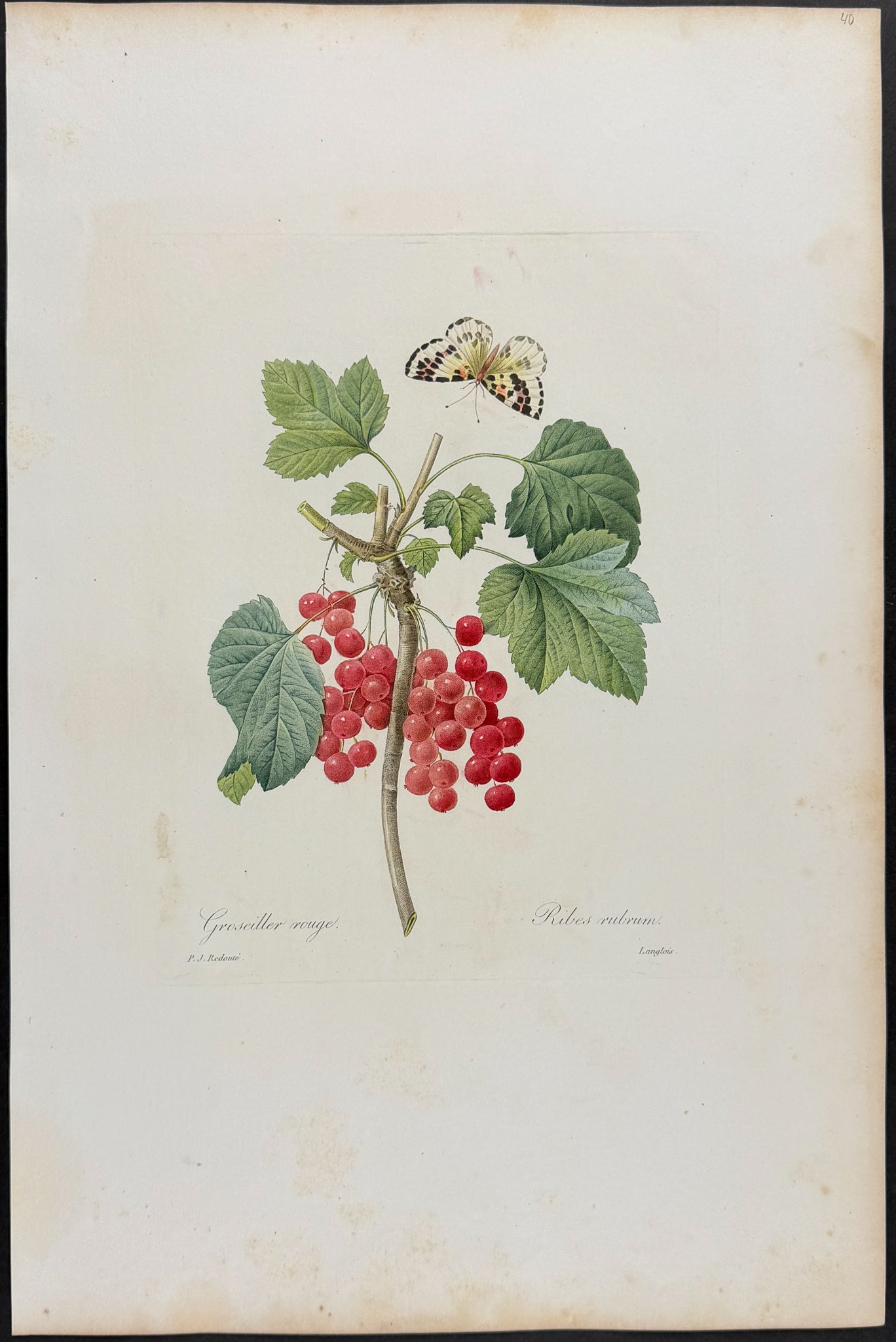 Red Currant [Ribes rubrum]